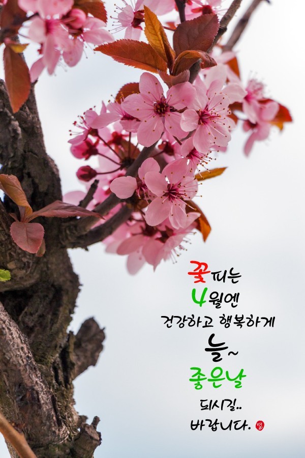 🌷Angel Song🎵CCM⚘️