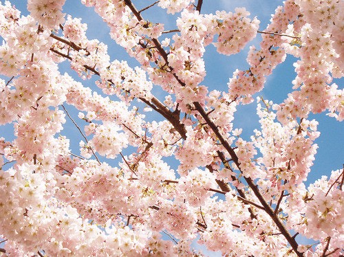 하 나 ❀ ྀི