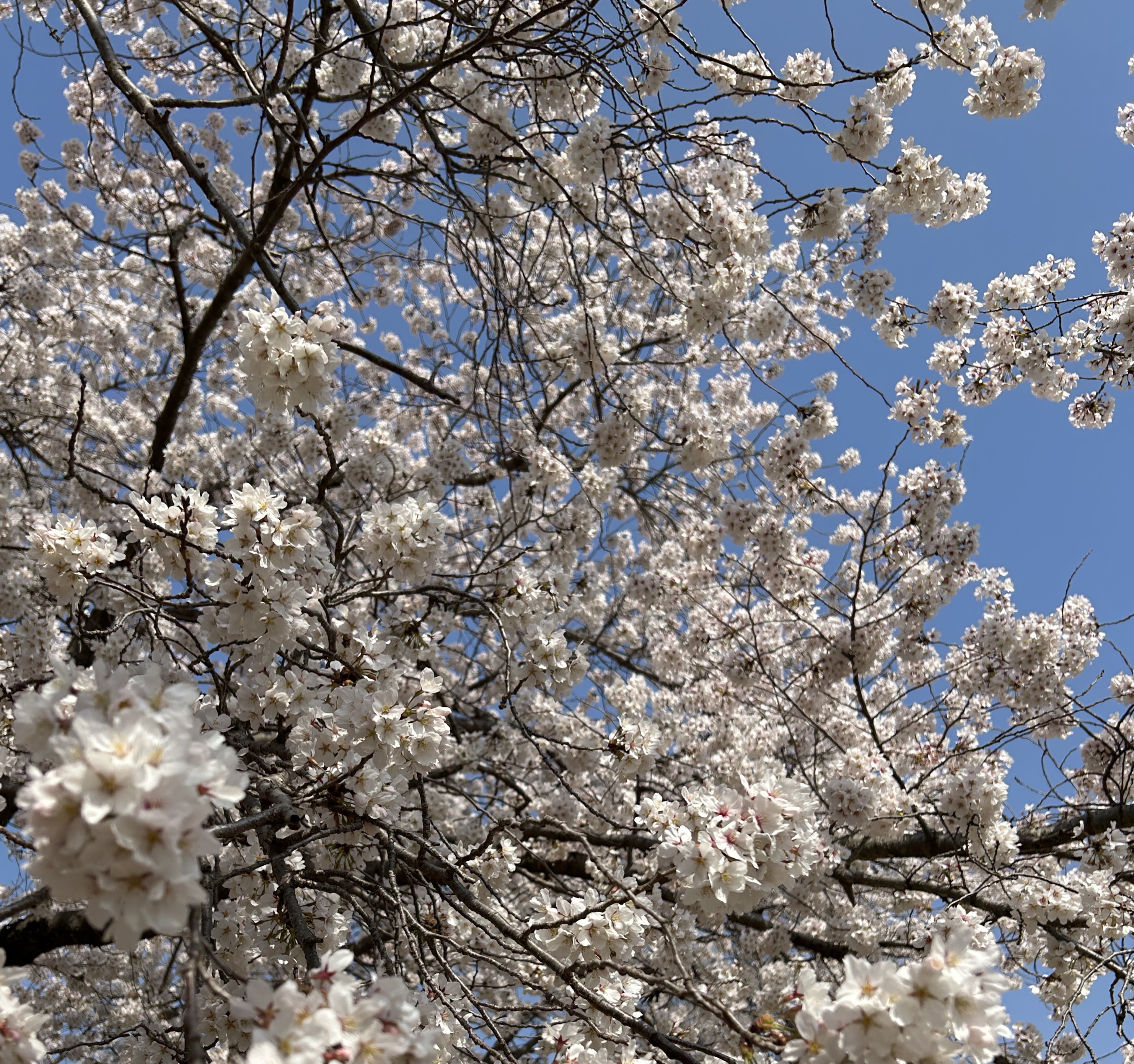 기아 사랑 애교쟁이 다끼리유