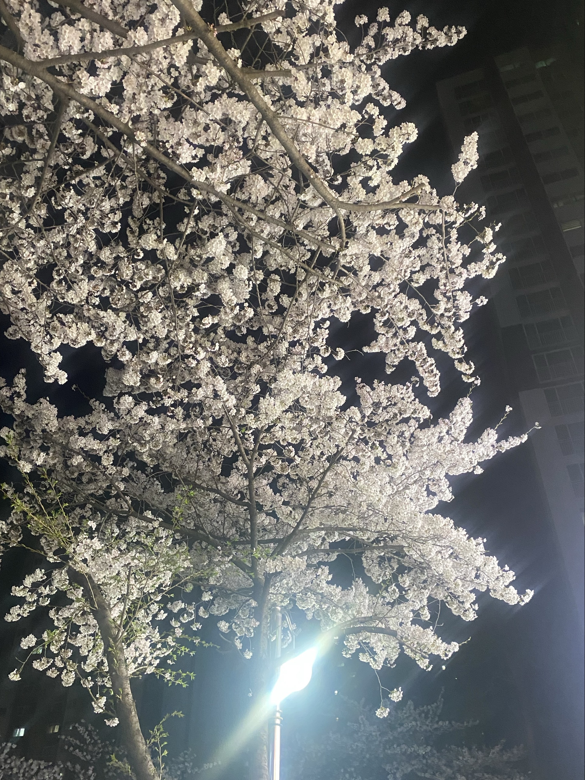 마라탕사주세요ꪔ͈̫