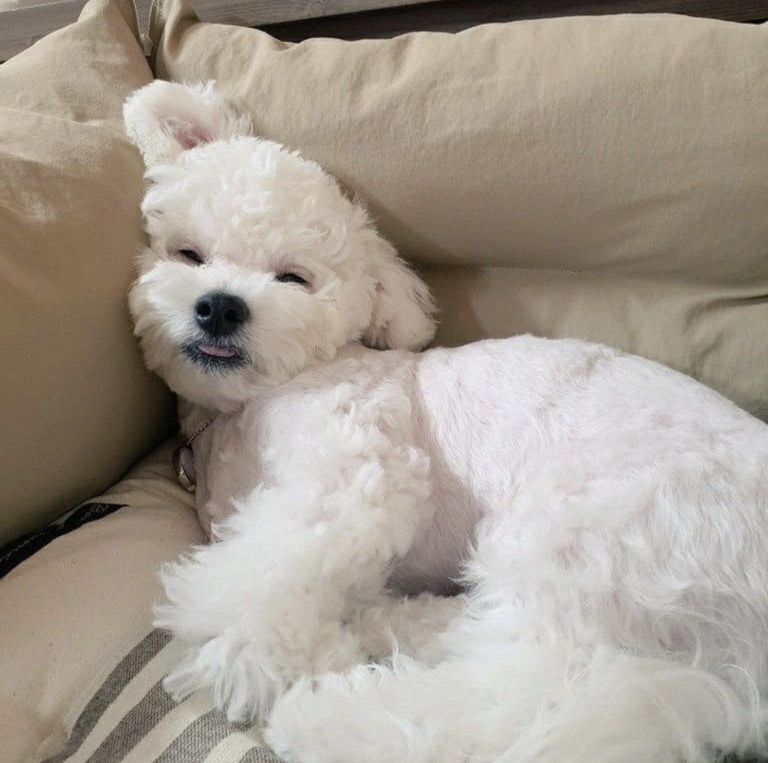 냥이꼬 해가지구 데이 행복해디짐⚘