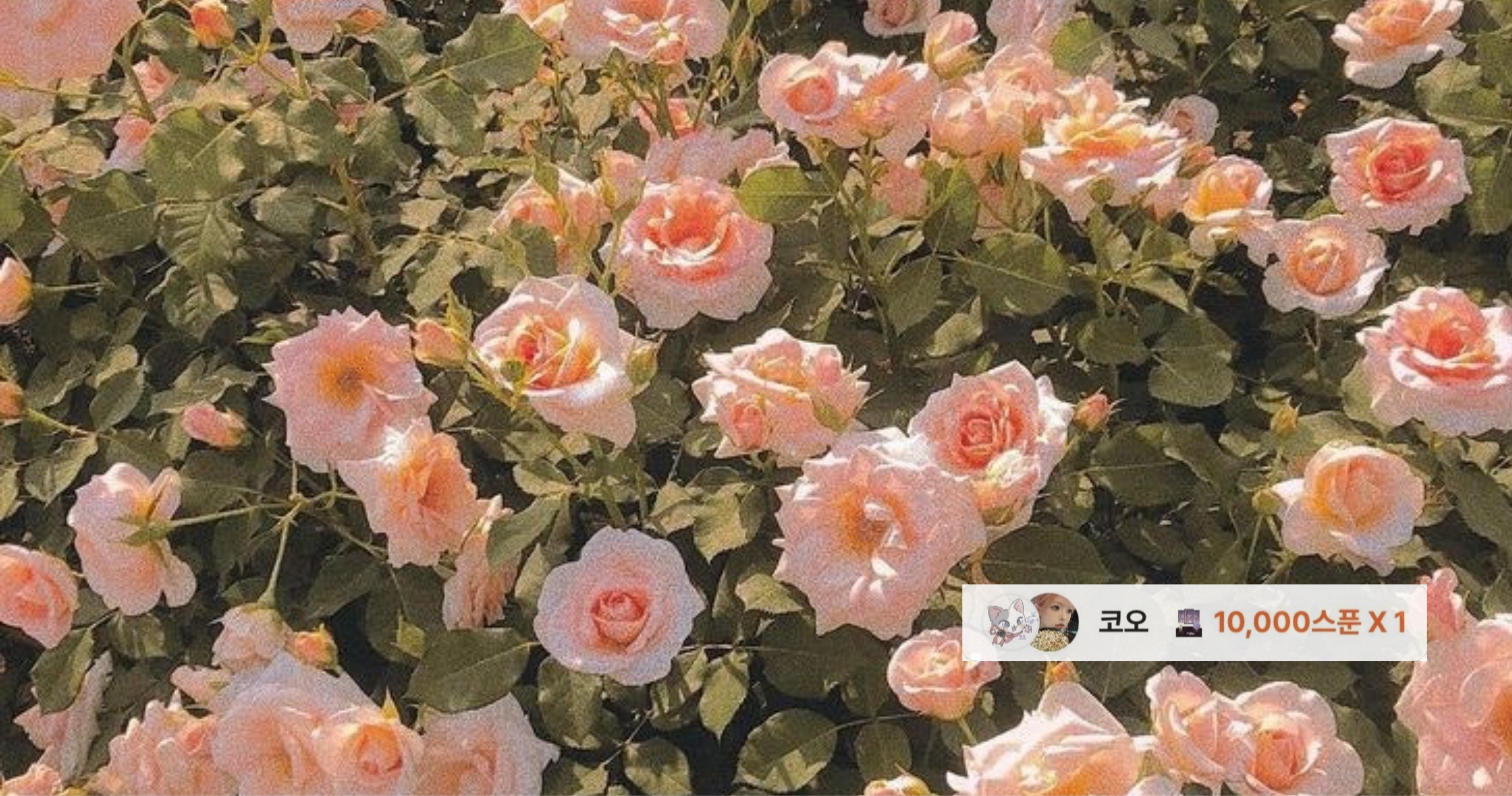 하 린