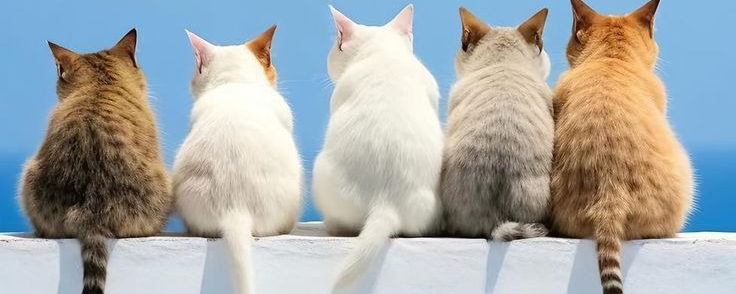 하 랑