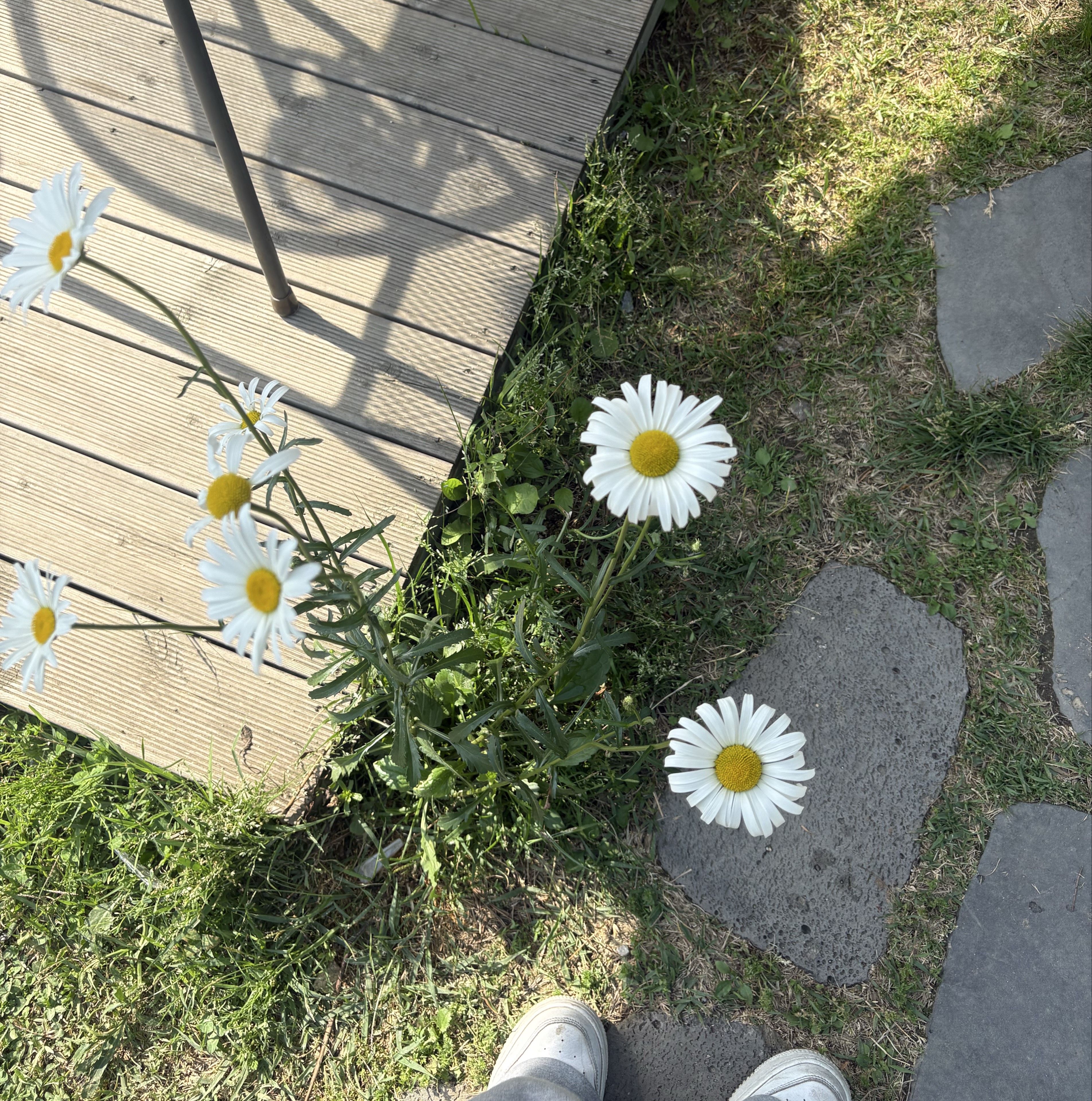 이람