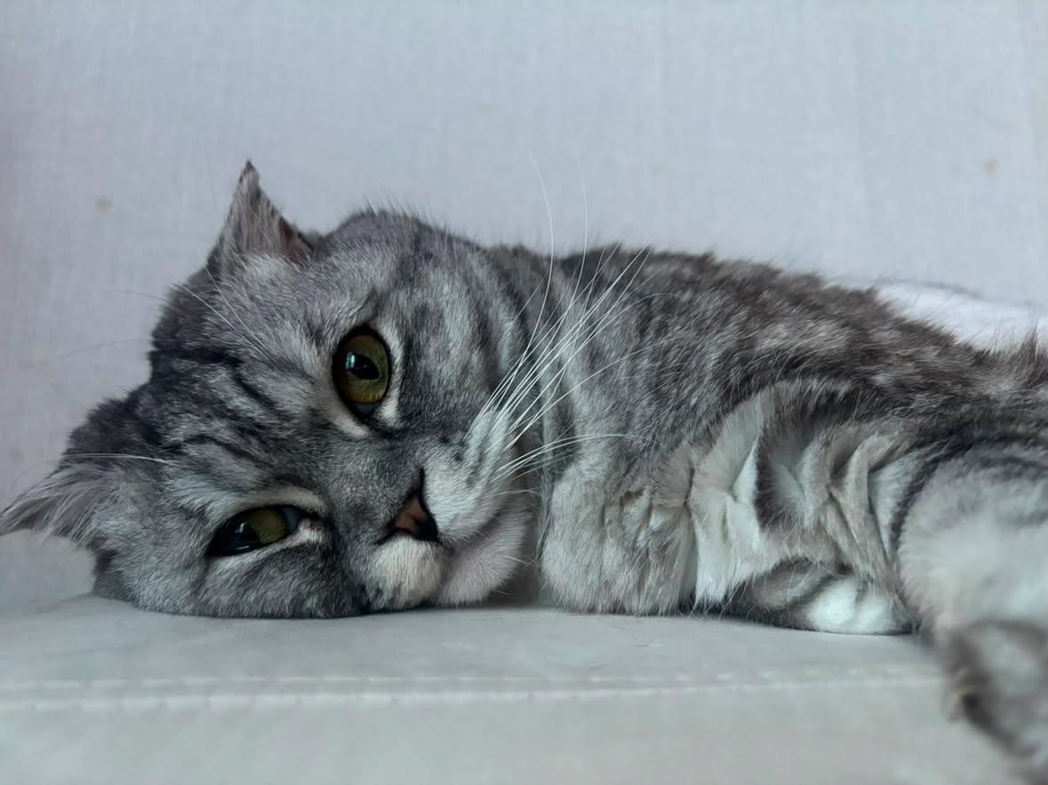찬풍