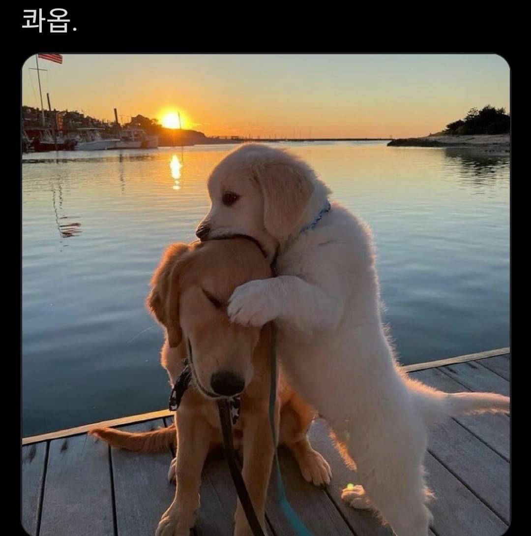 𝘼𝙉𝘾 레 니