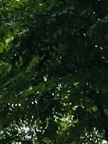 숭