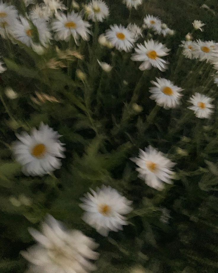 O √o