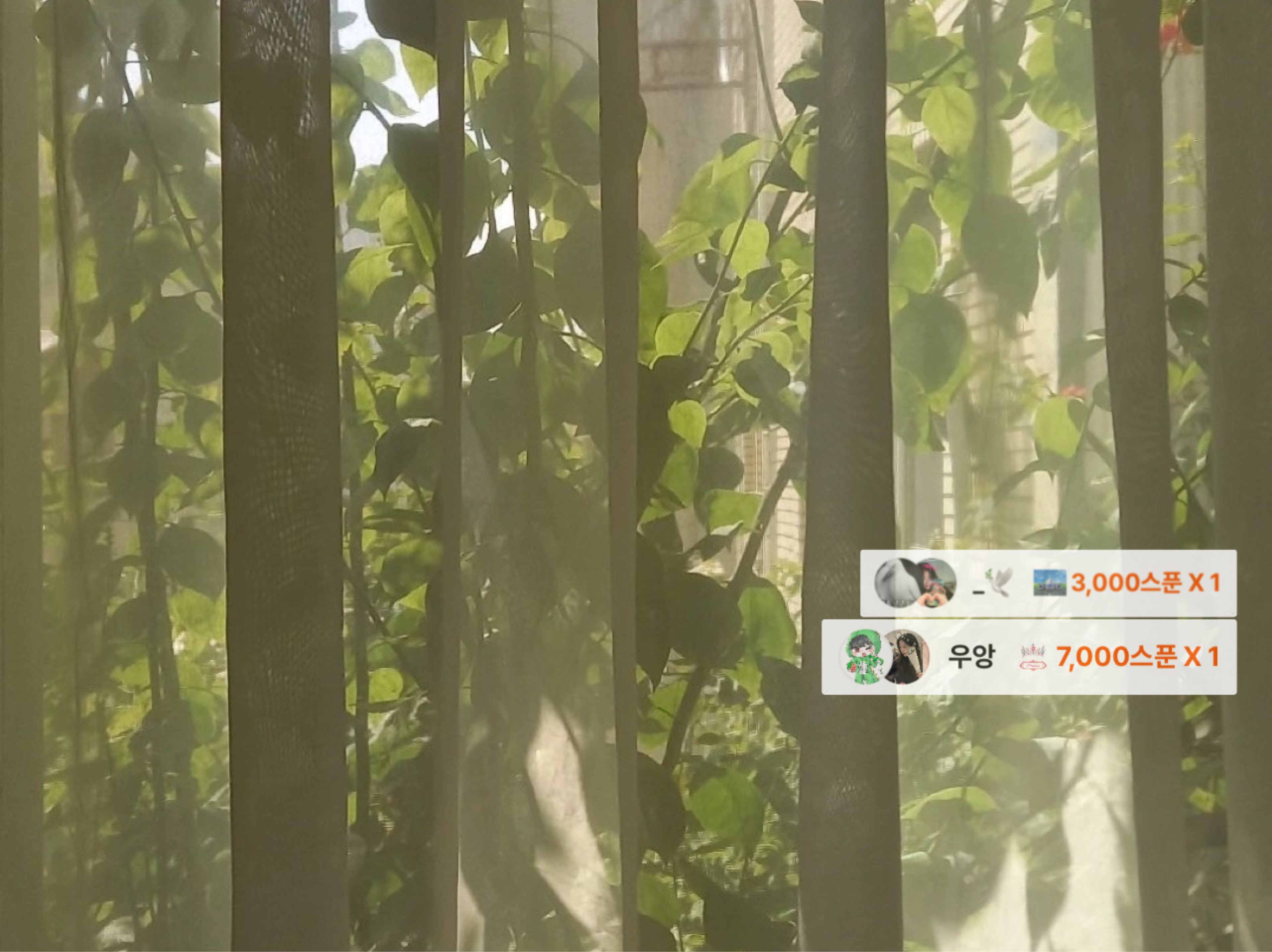_daisy