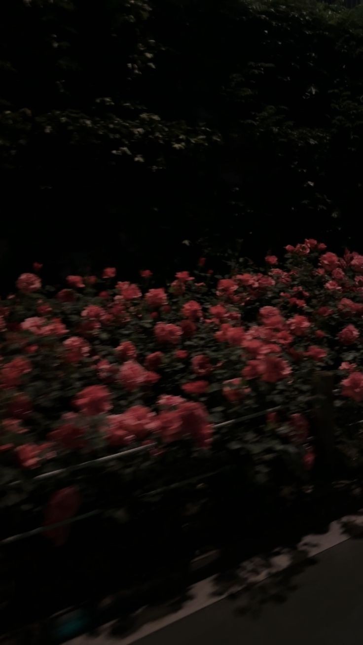 오루아 ❀ᨐᩚᵉᵒʷ