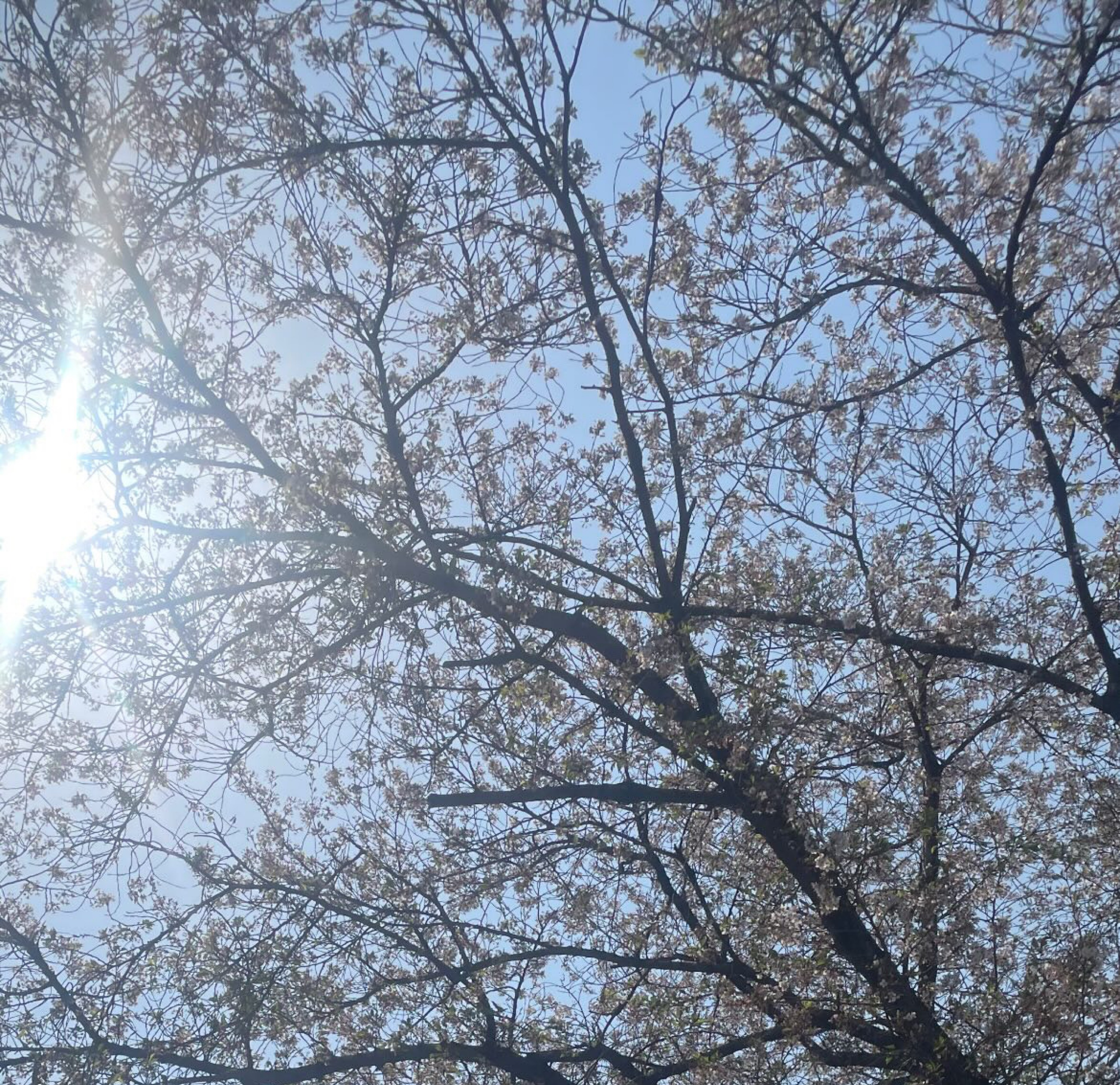 은아