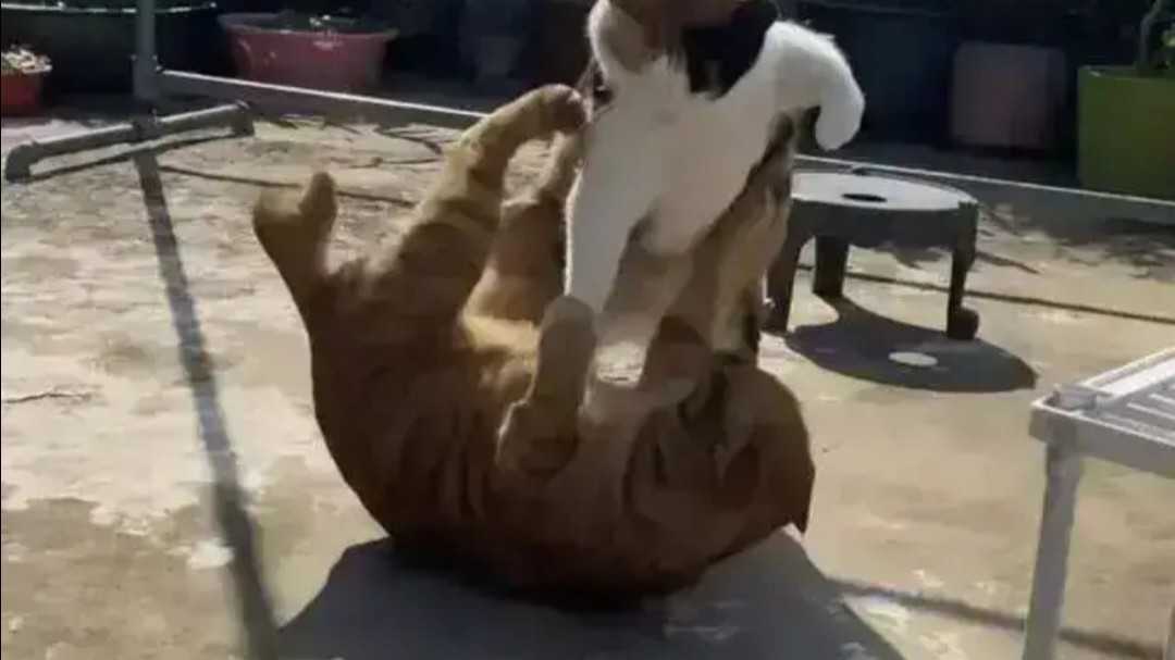 휴 인