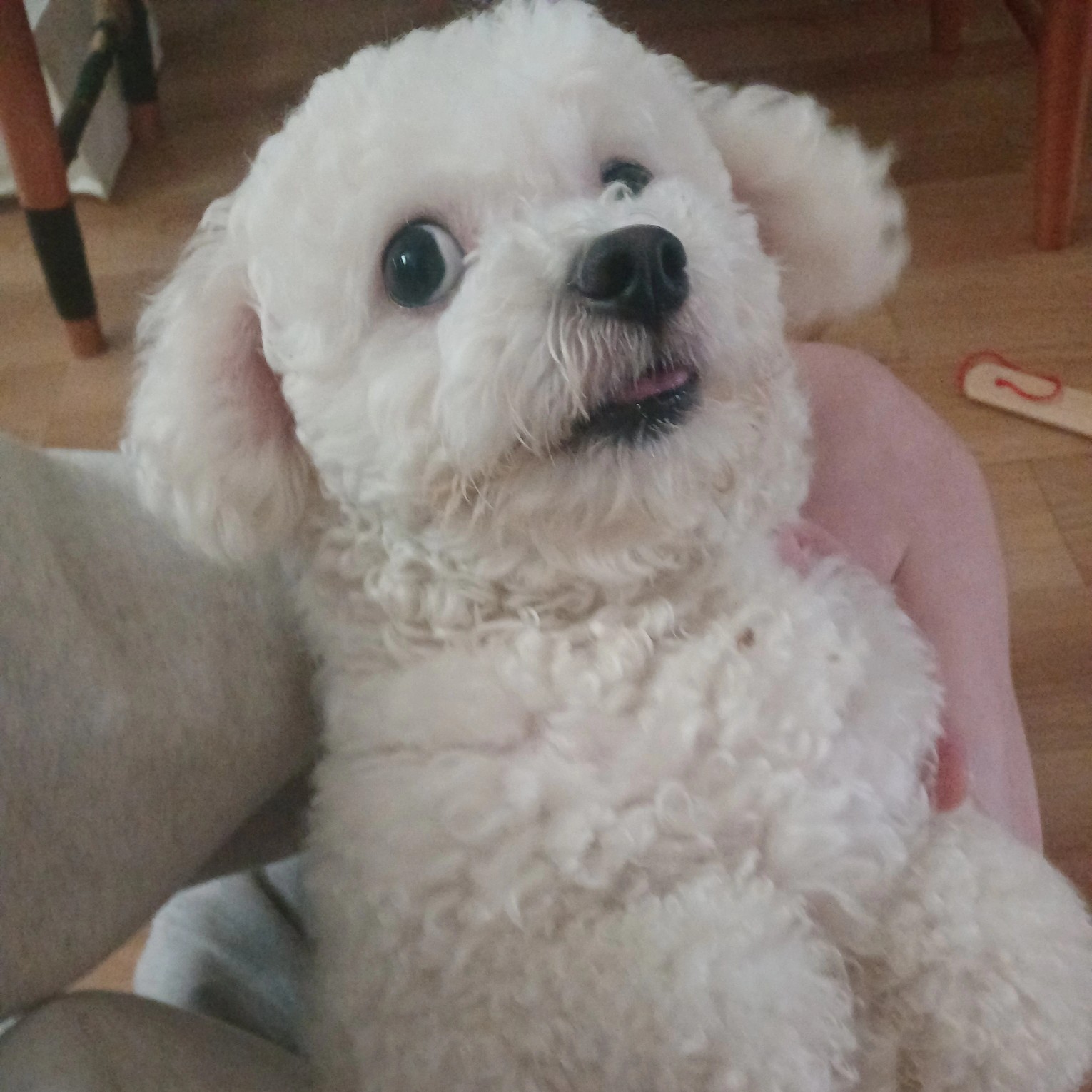  루 피