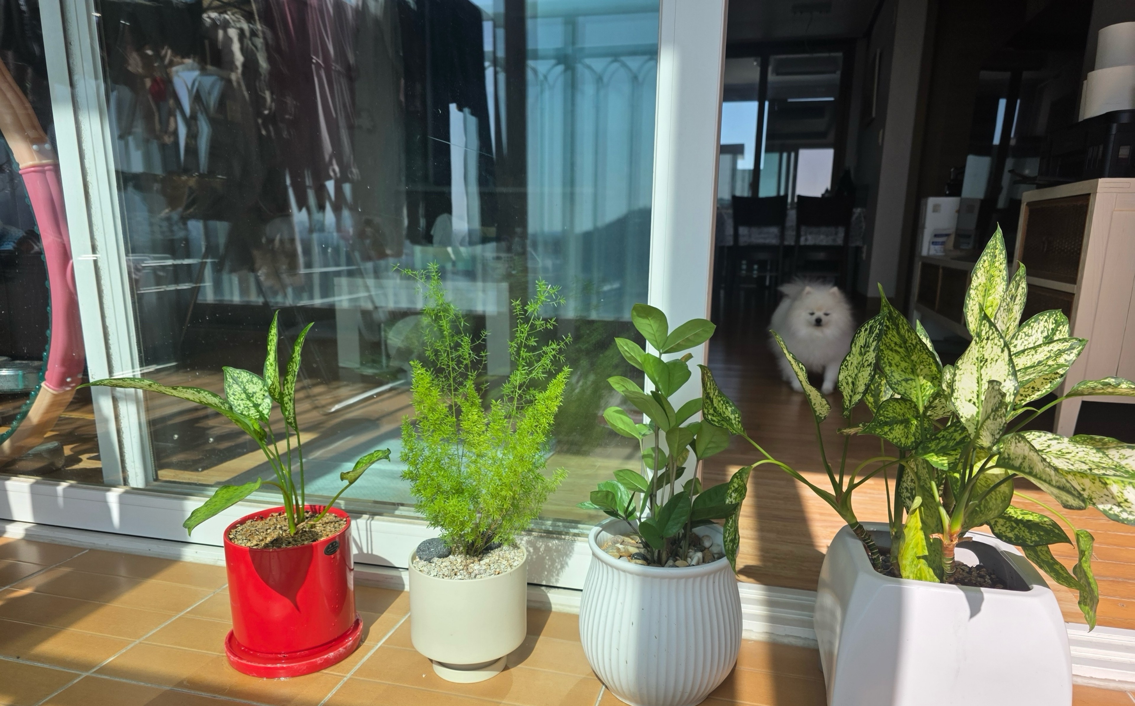 🍃