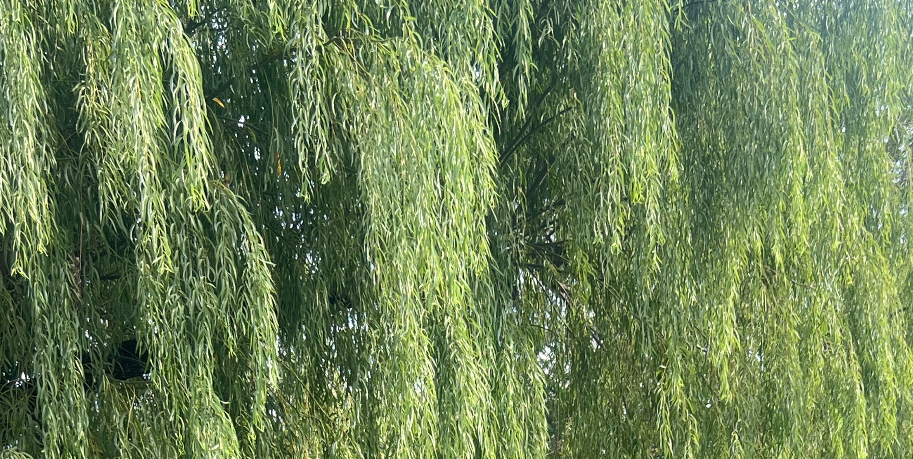 먕 ᗢo੭
