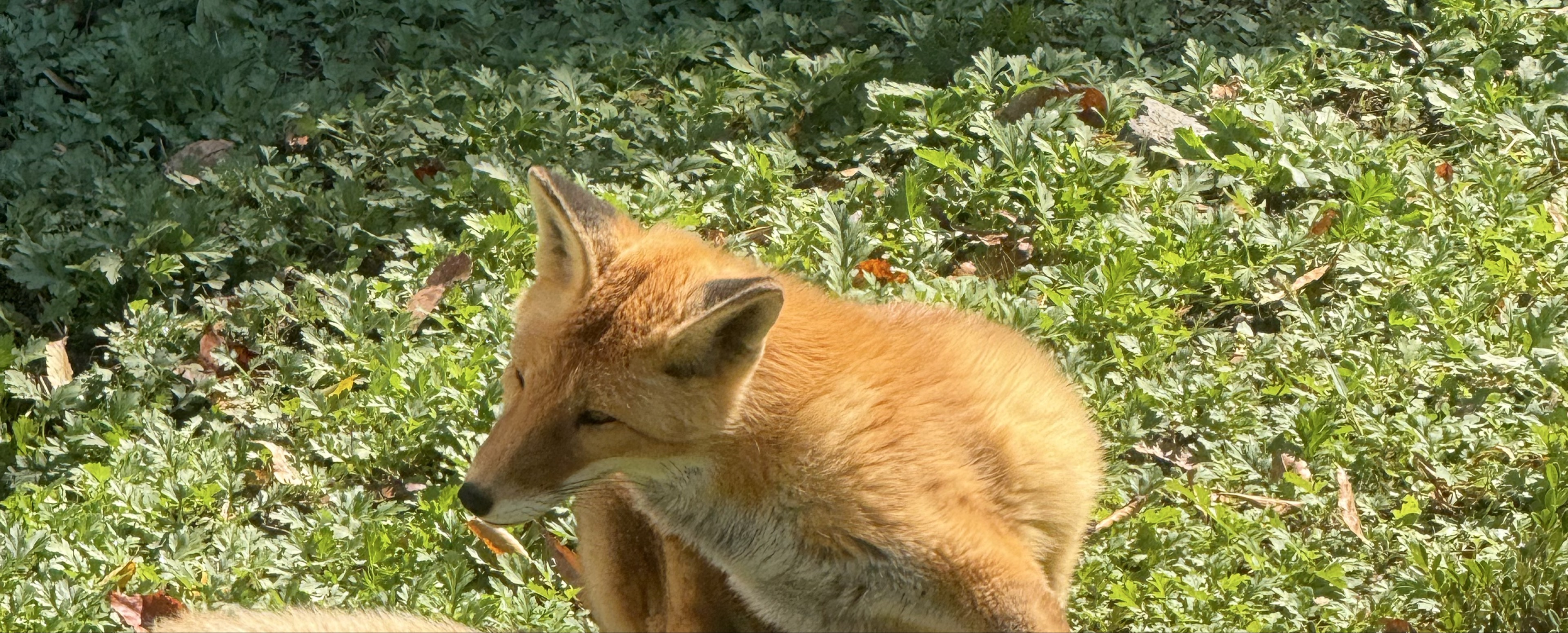 。゚ᕹ 김 가 네