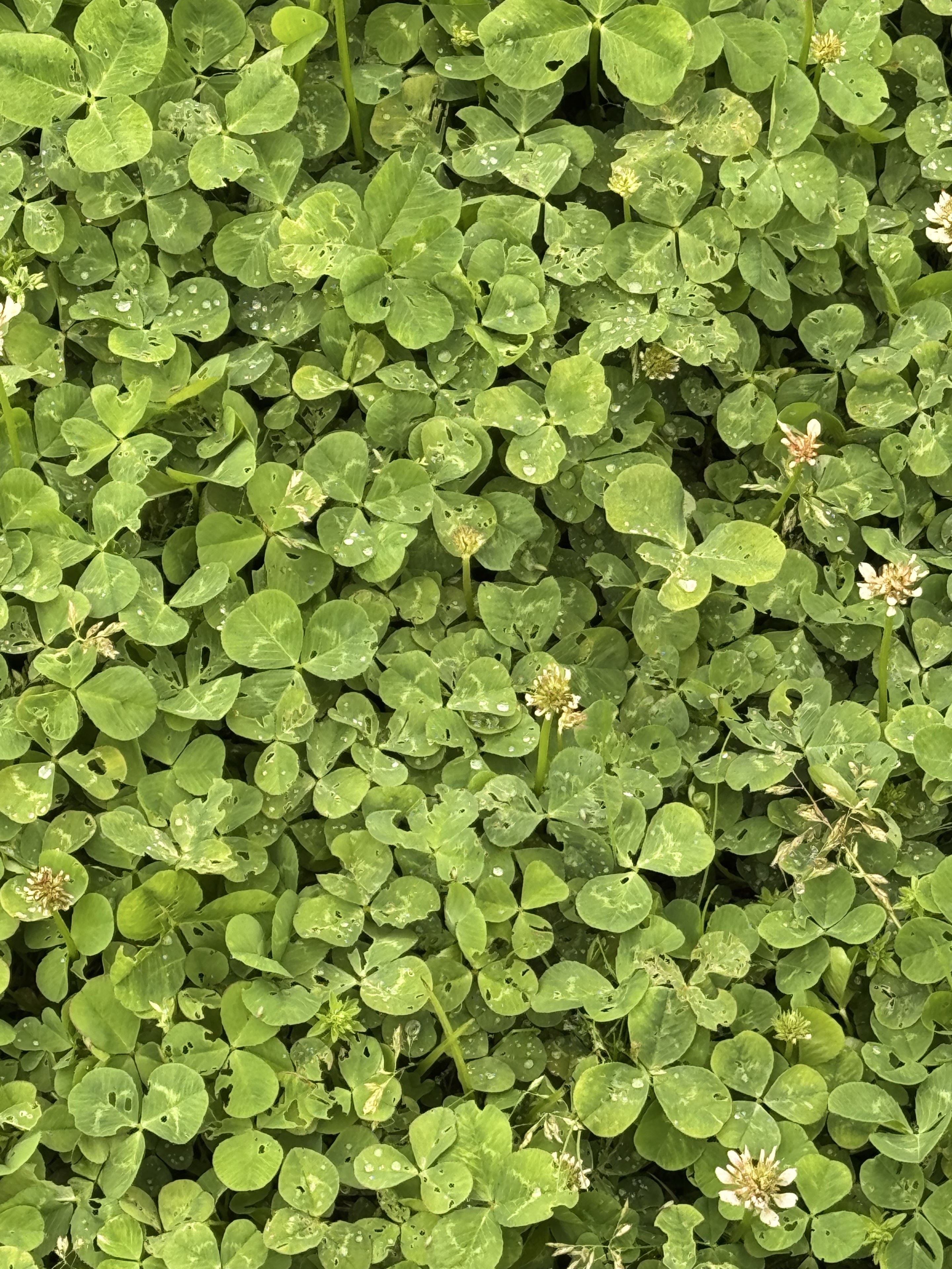 ・:*:。위듀☘.˚⊹