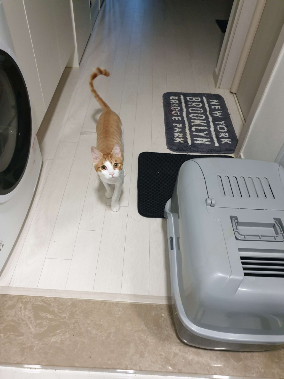 ᵗᵒᵒᵛ ࣪⊹ 로 디🥀