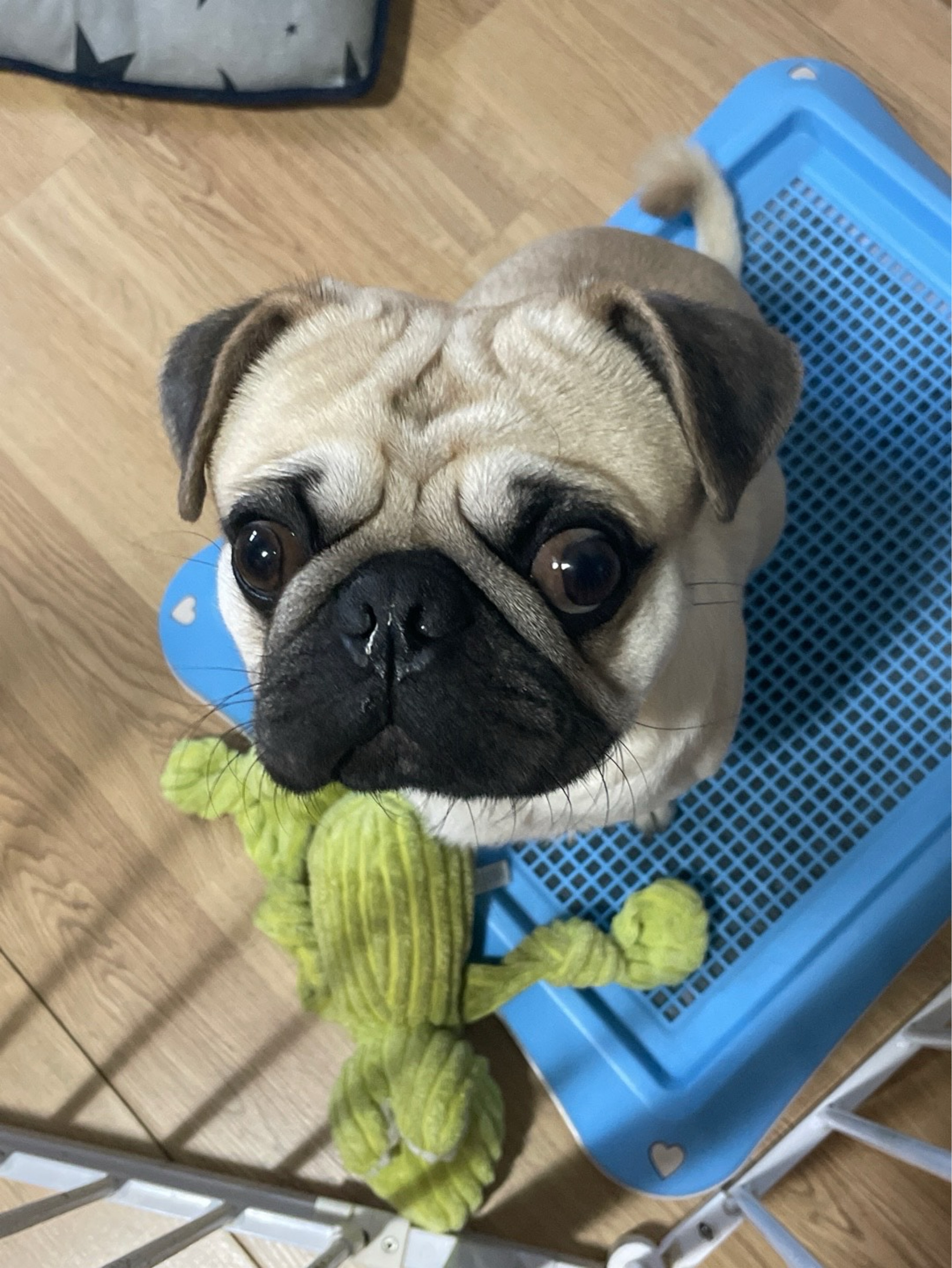 ᕳ 순자내성발톱째밍