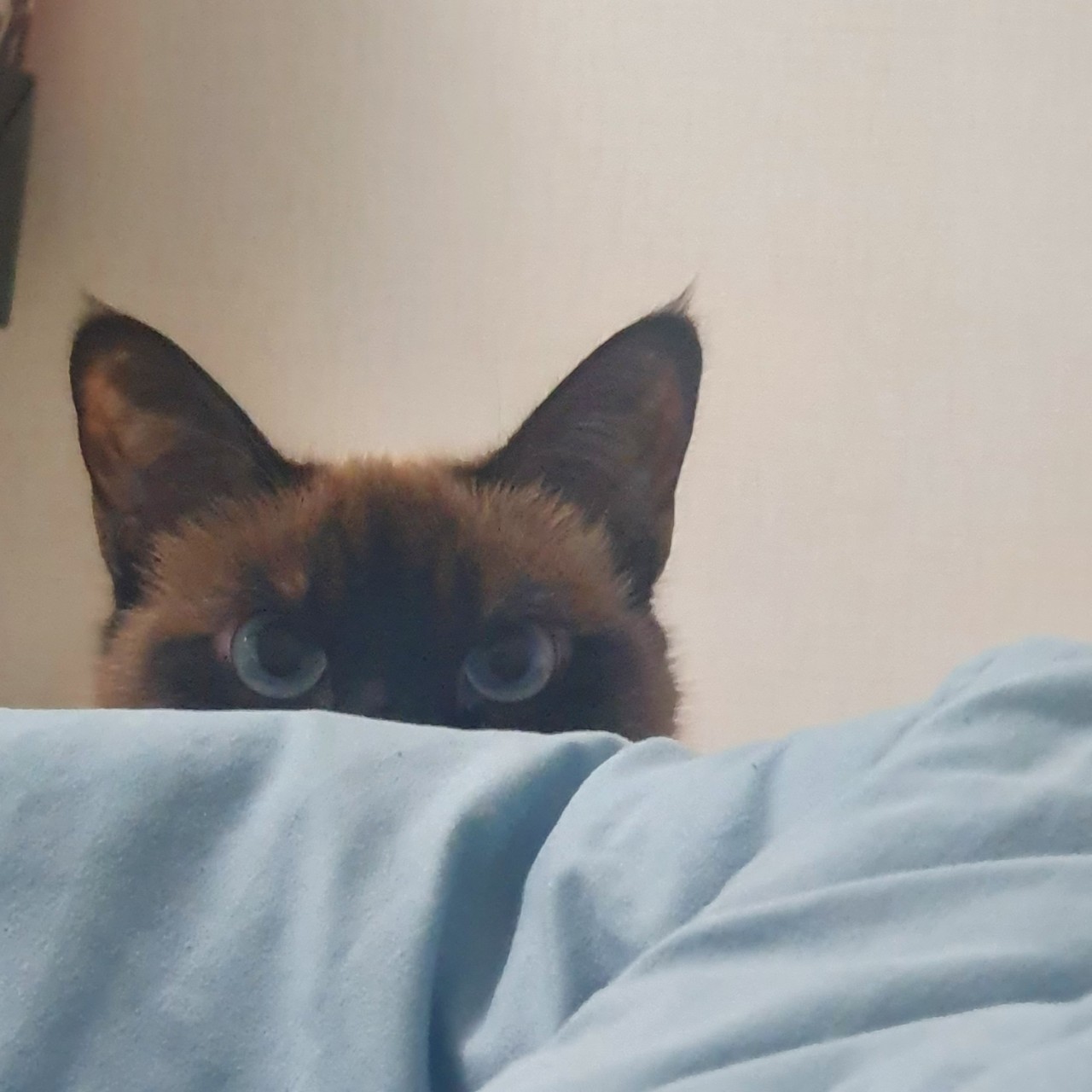 (치지직 실시간 방송중)풍연이