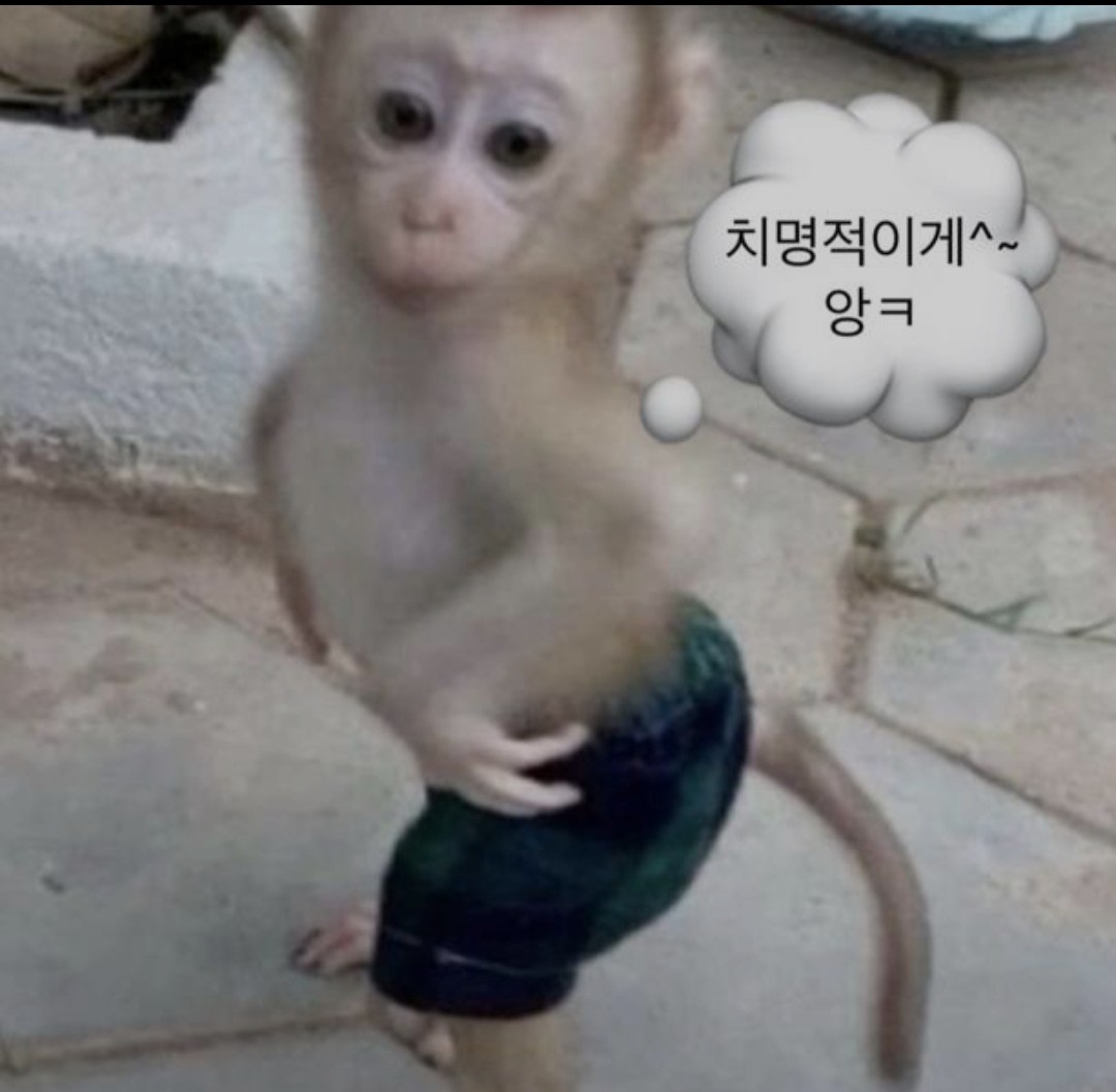 형식 🌕