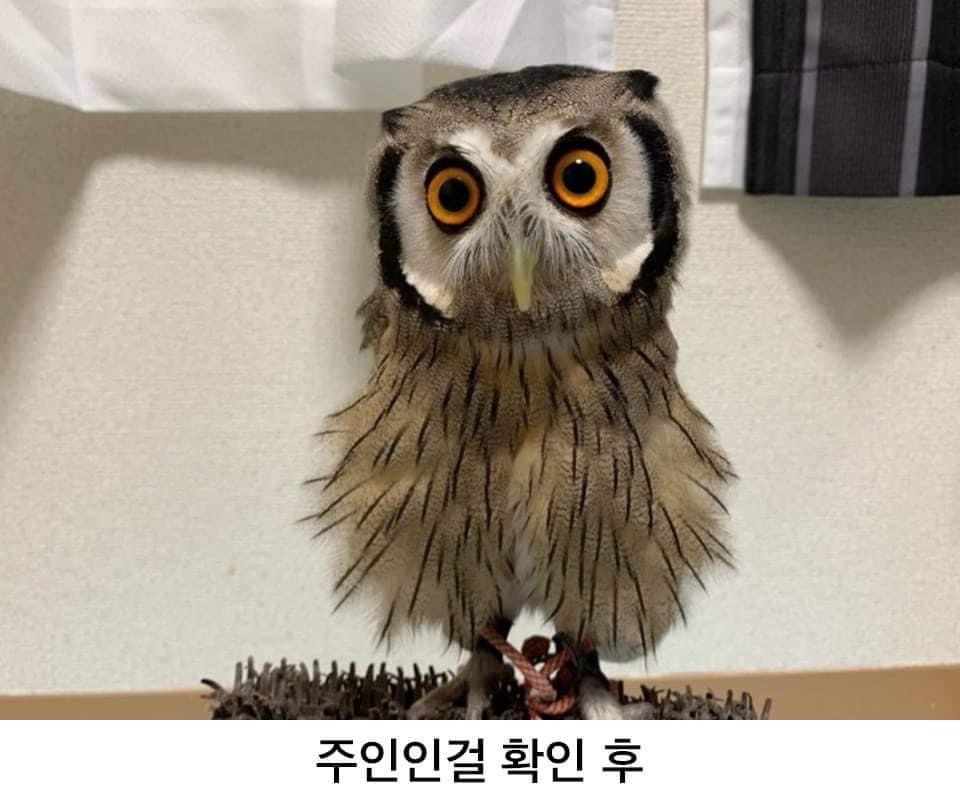 멜섭