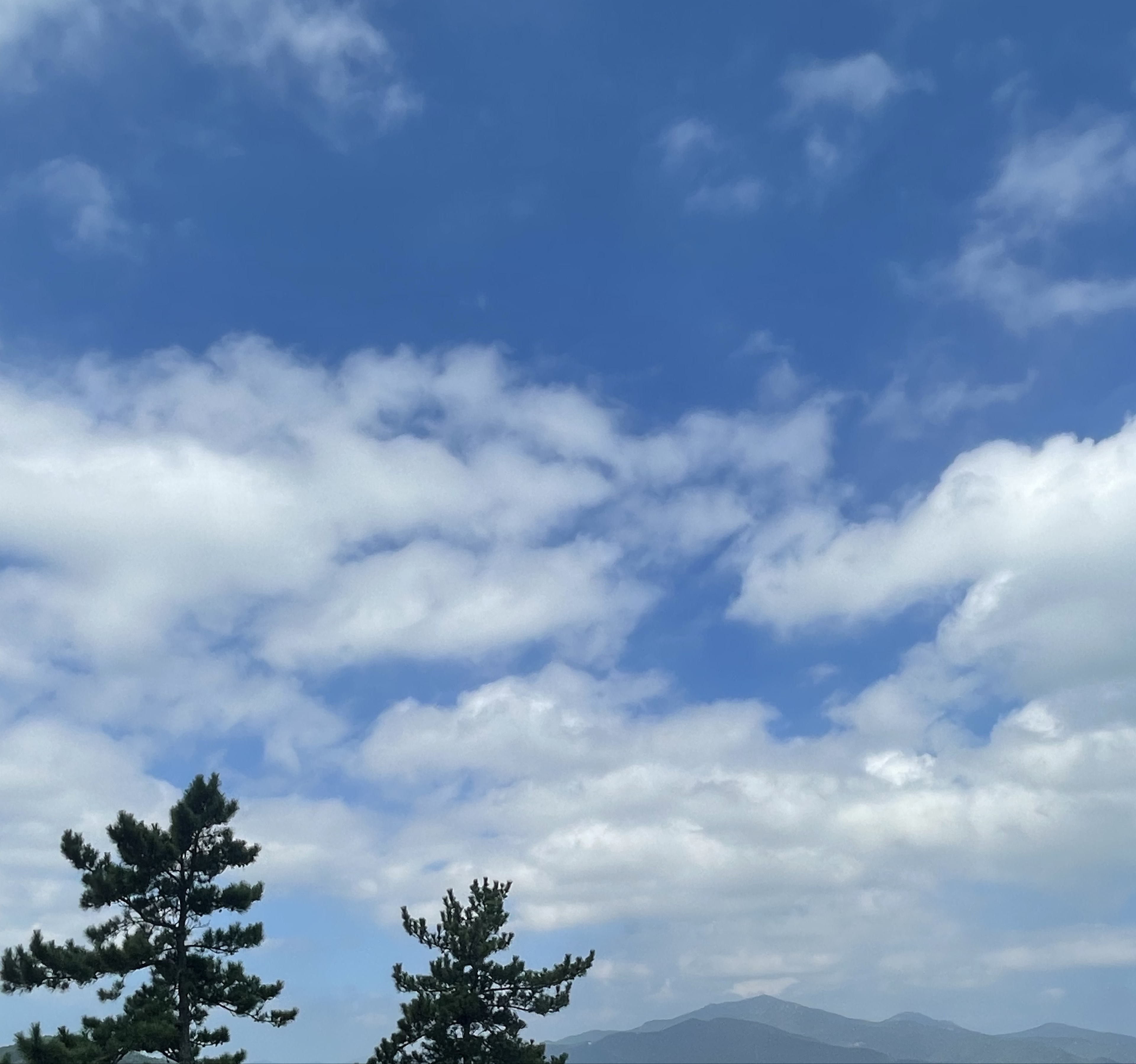 사랑 순쫑이 친구들 _💙