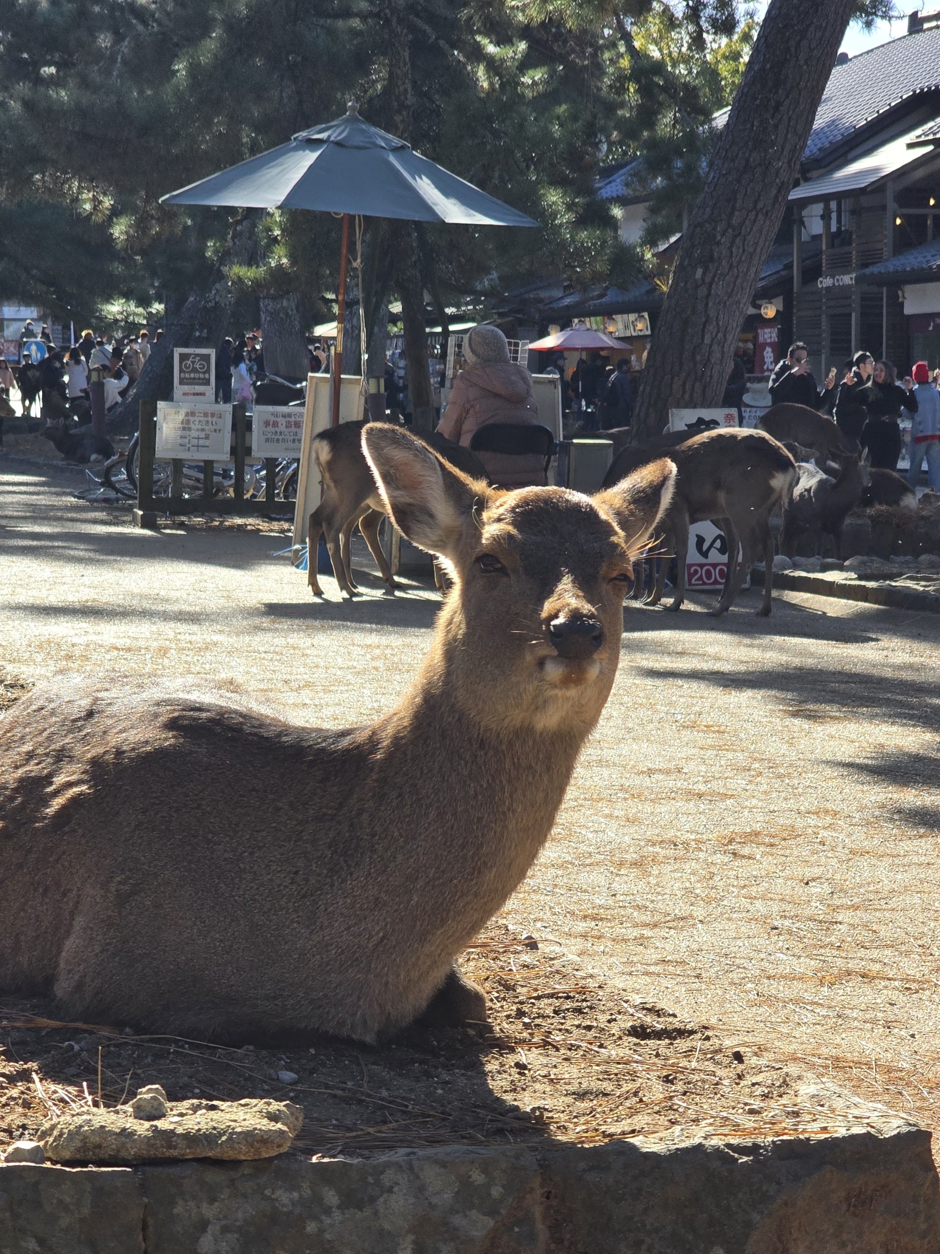 🇬‌🇴‌🇯‌🇾‌🇴‌