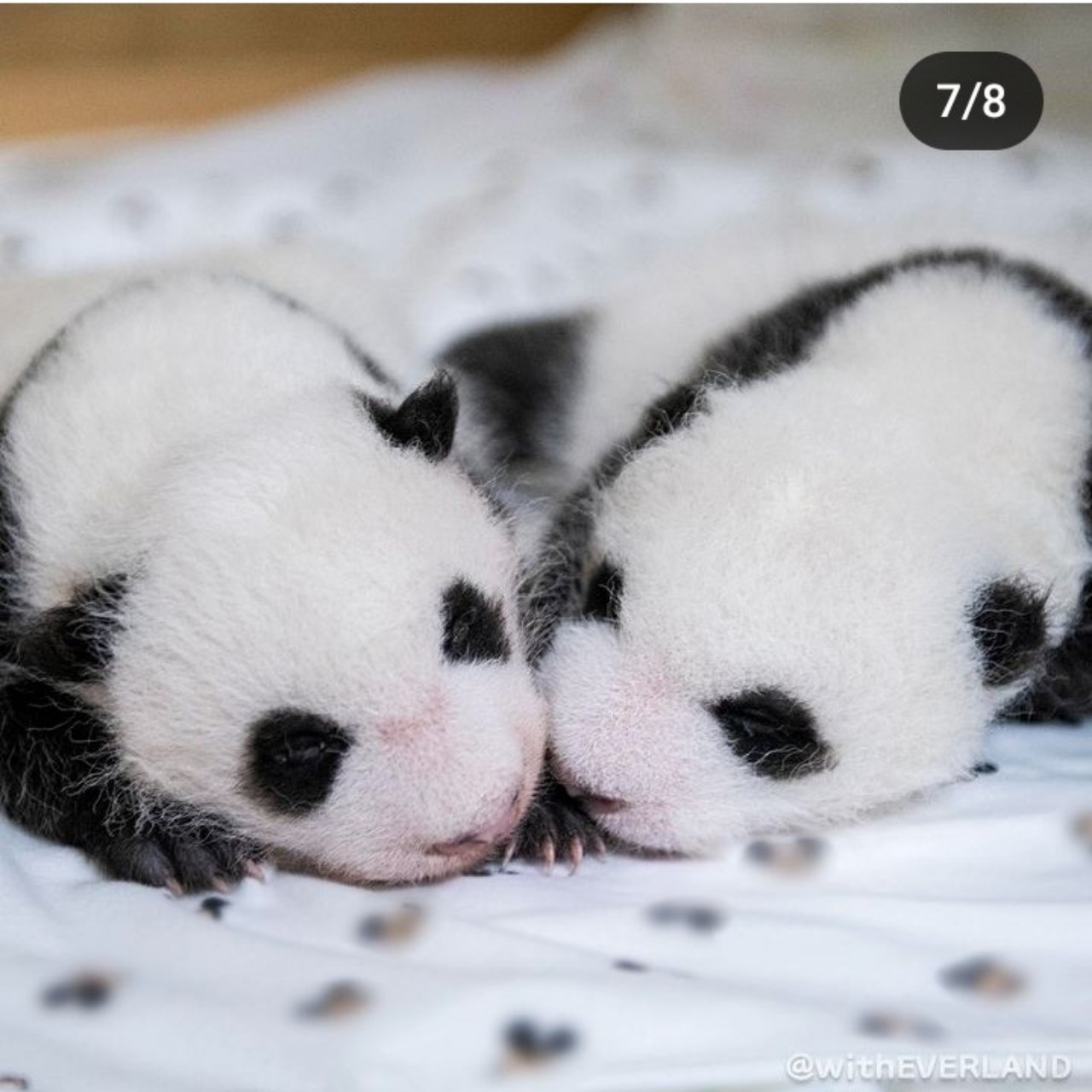 하운님 껌딱지 예은❤