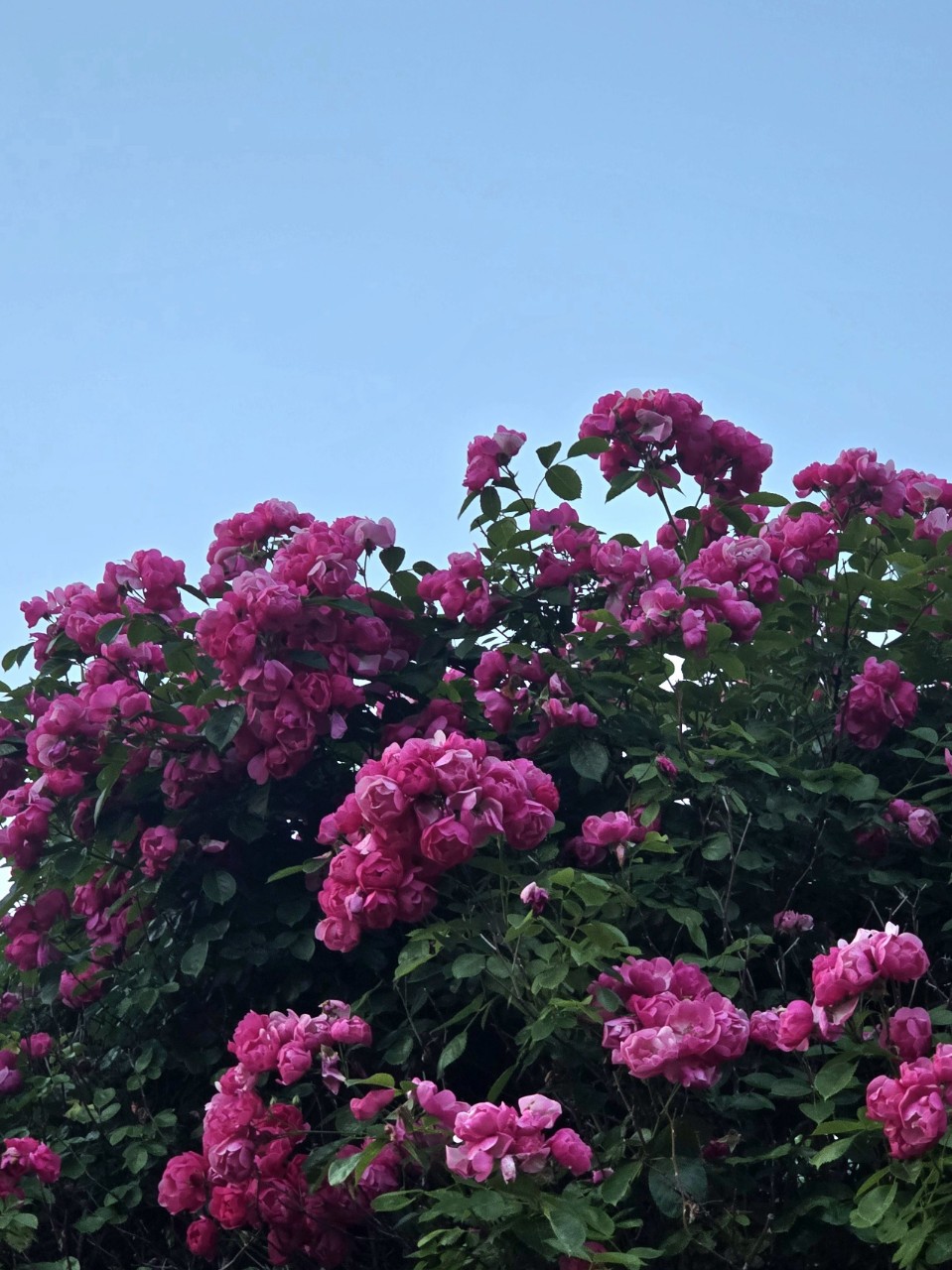 현이  𐂾ª𖠄🌰ᴿᴶ