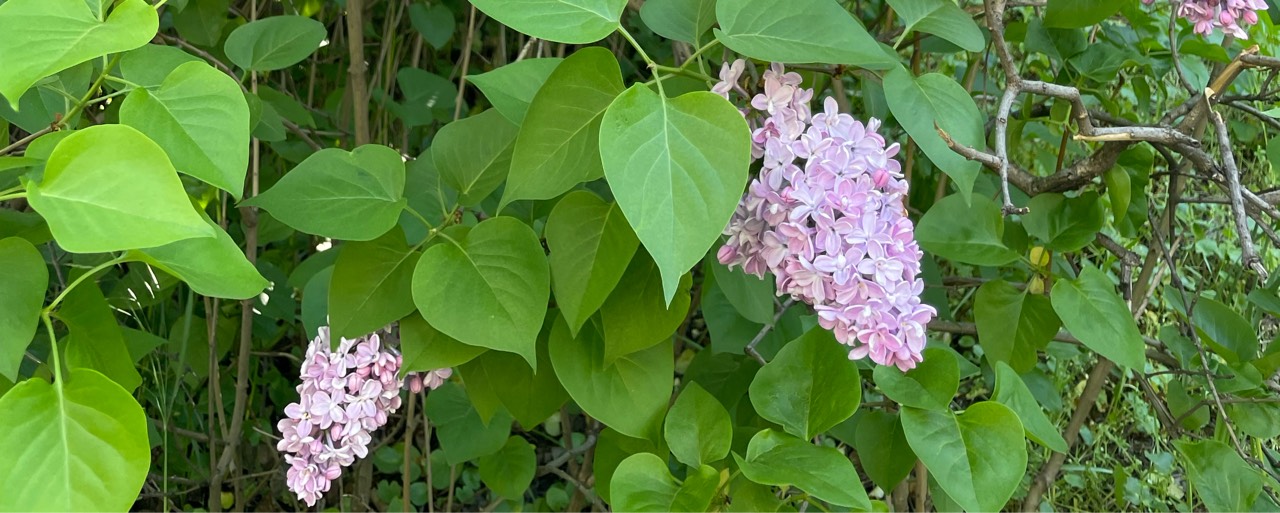 빙하타고 ˢᵒⁱ🕯*