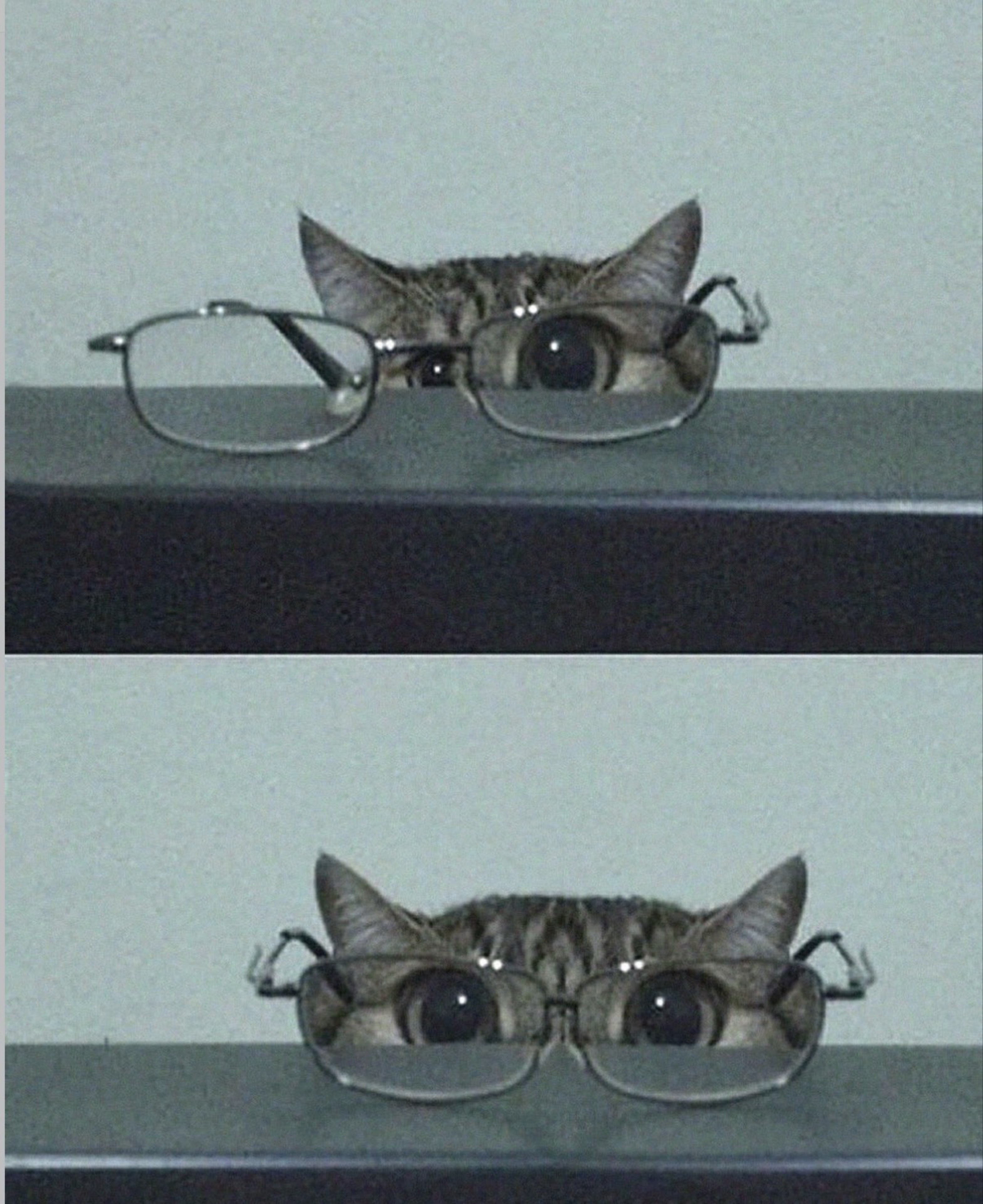 다  목₍ᐢ- ̫ - ᐢ₎