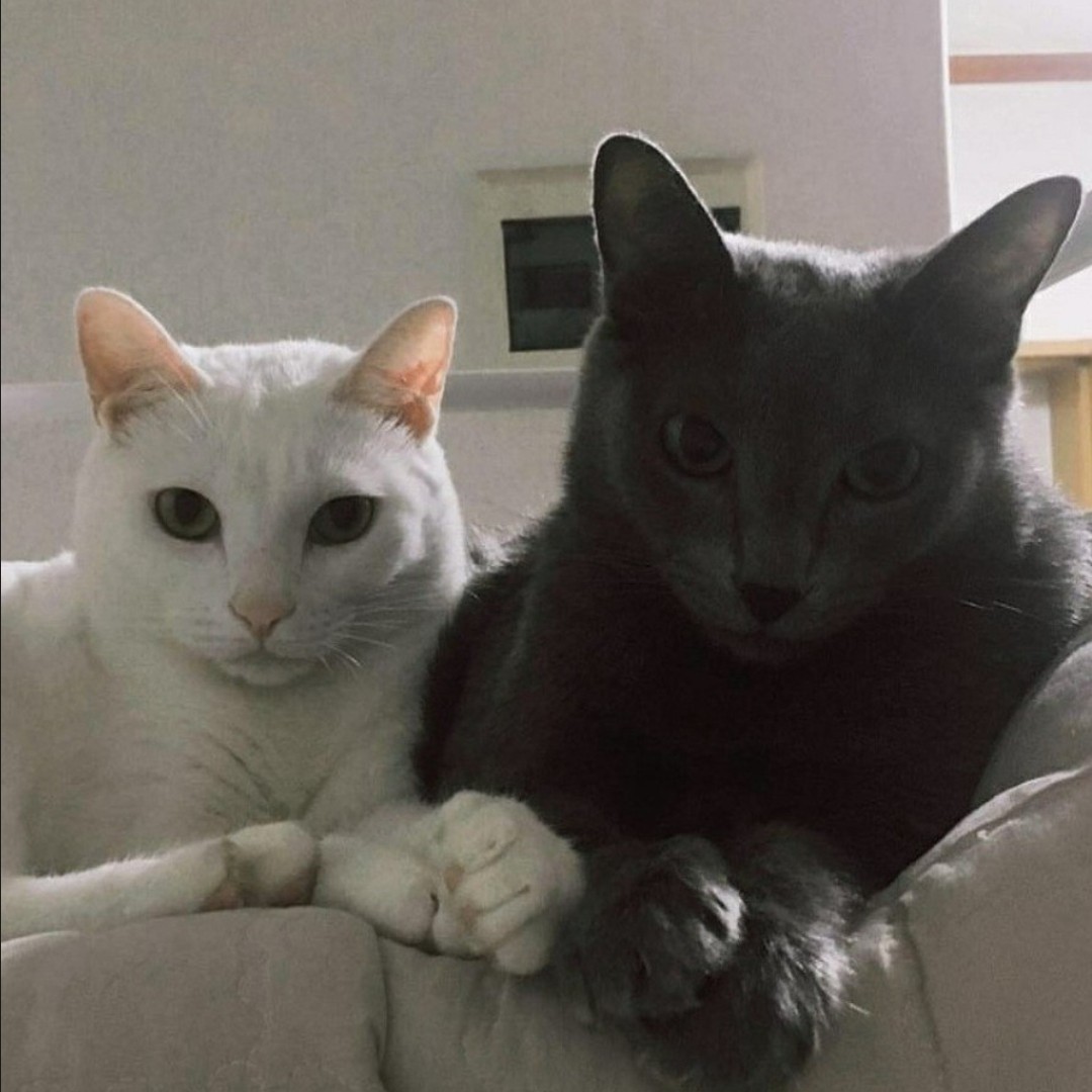 ☁️솜사탕🍬💜🐈‍⬛