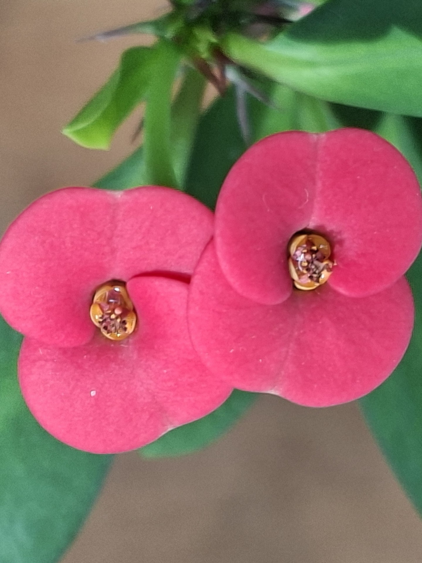 🌷Angel Song🎵CCM⚘️