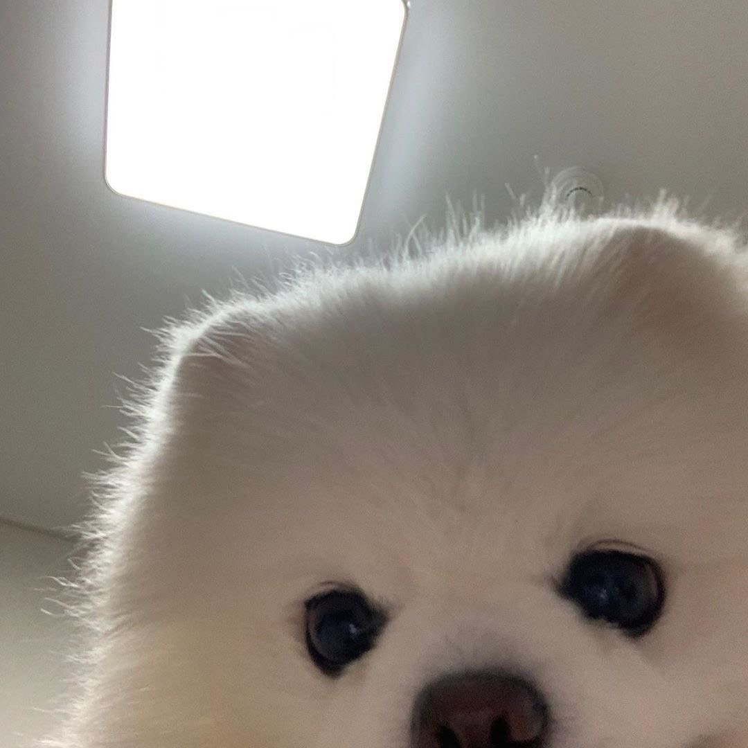 댄