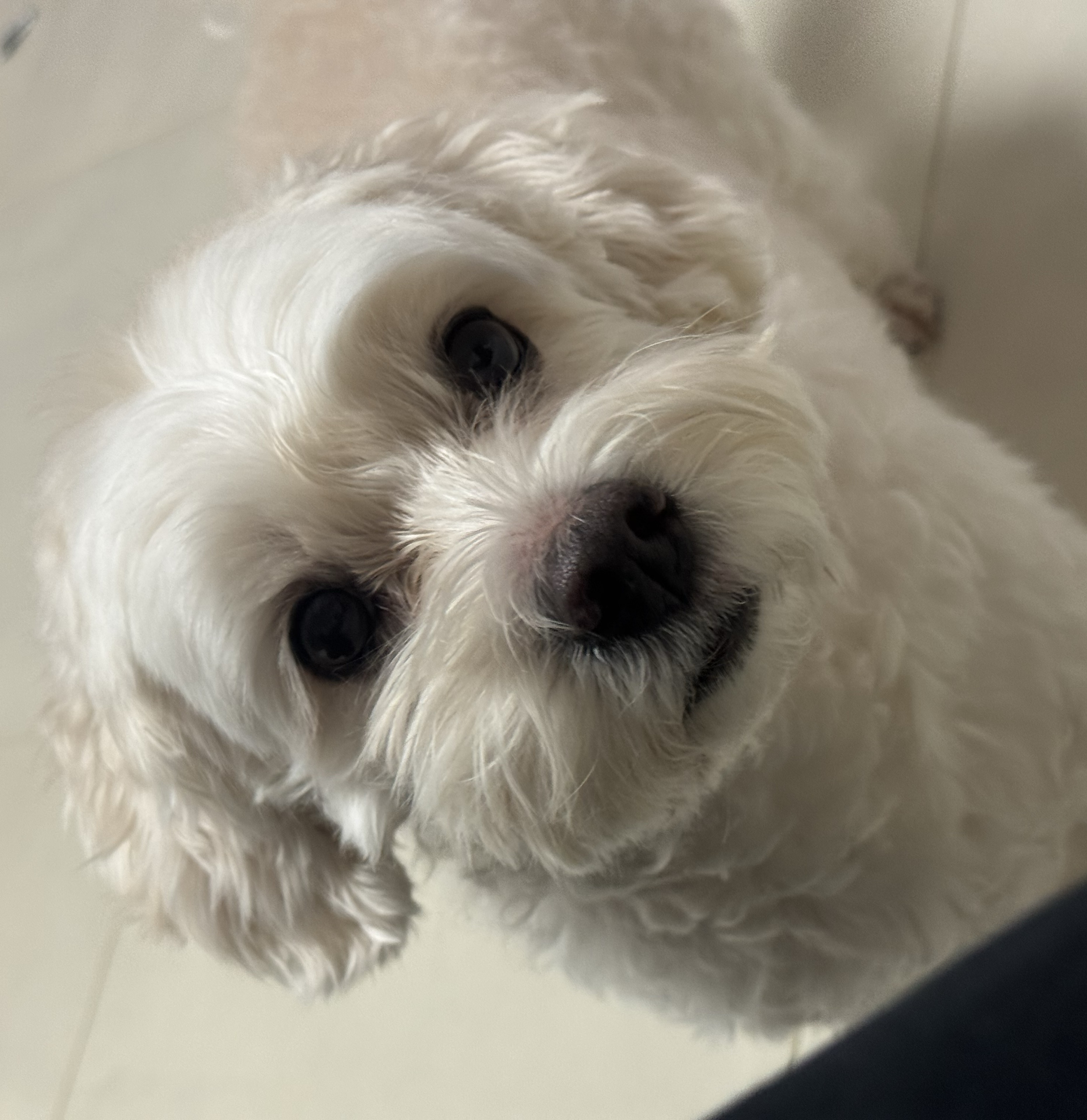 타타는내덩생🥀🌹🥀