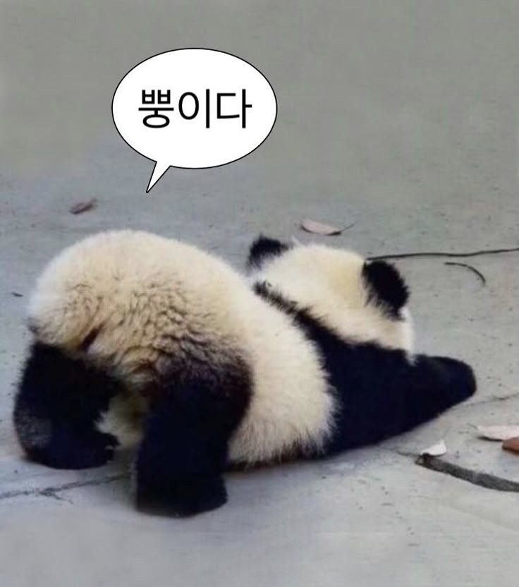 ꈉ스푼최초애교맛집멍멍대장원트