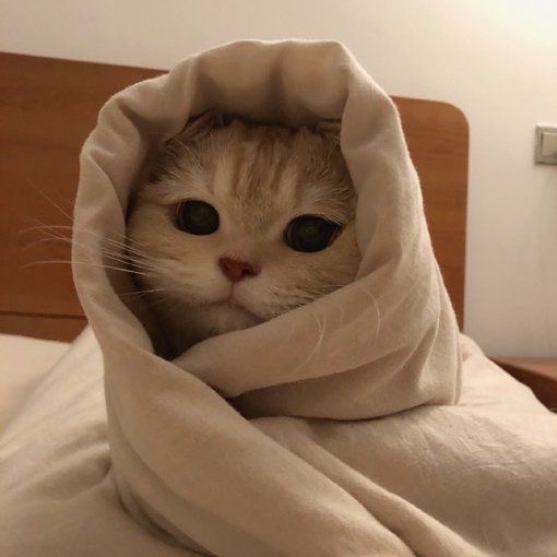 호울
