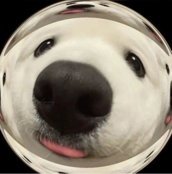 낌  소  깡₍ᐢ- ̫ - ᐢ₎