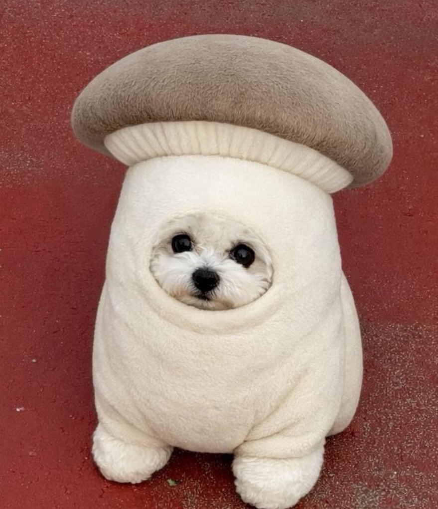 ⠀⠀⠀⠀⠀⠀⠀⠀⠀@̐̈