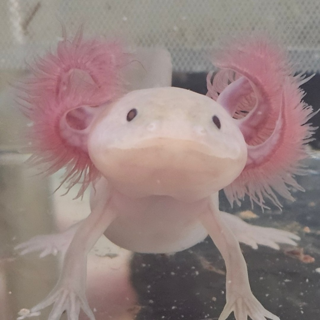 여보 마이클 이마 보여