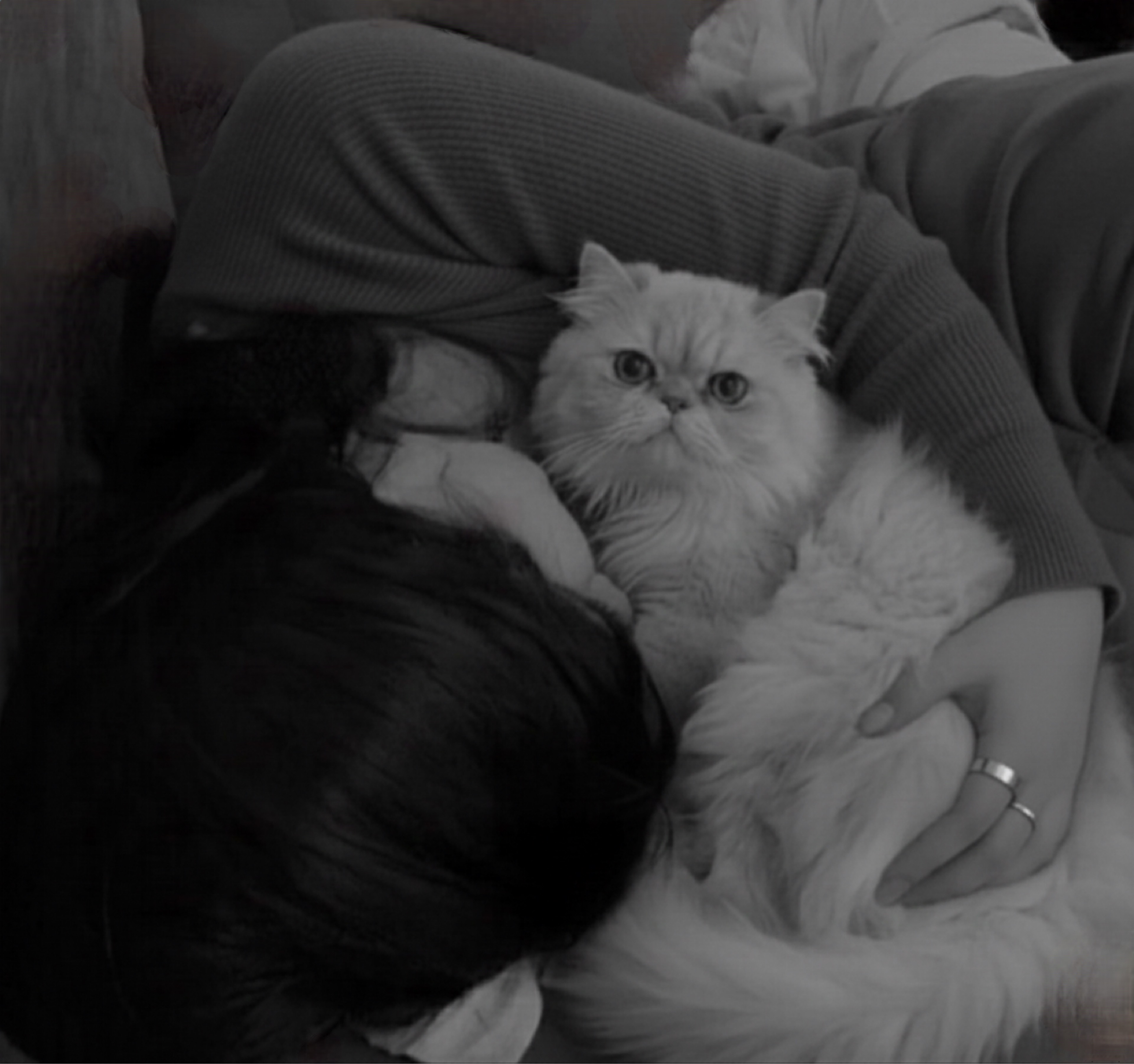 🫰🏻원 냥ᩚˊ˗