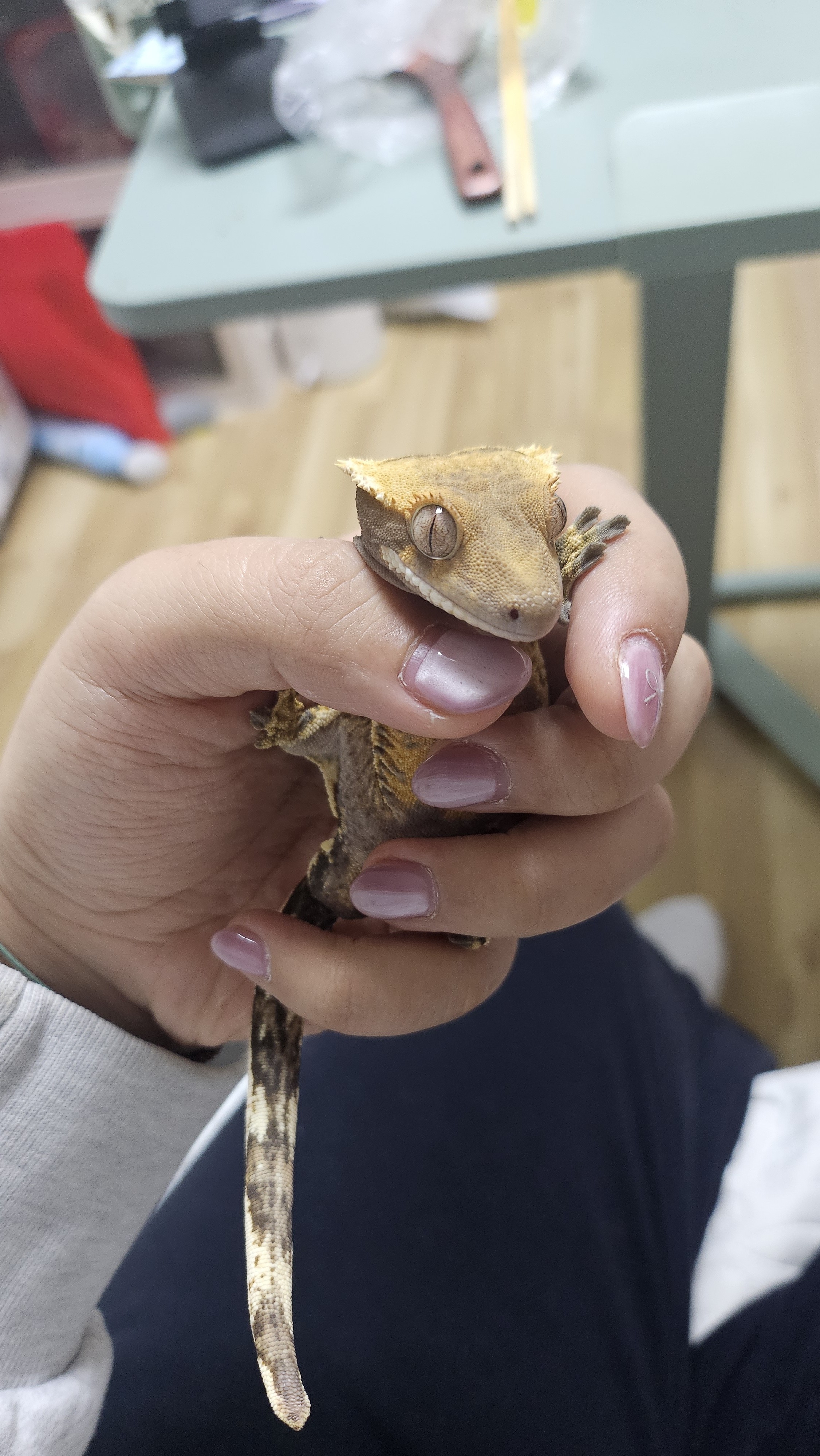 뿔백요🦊ꛭᴴᵐ