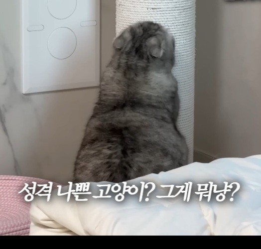 냥이😾