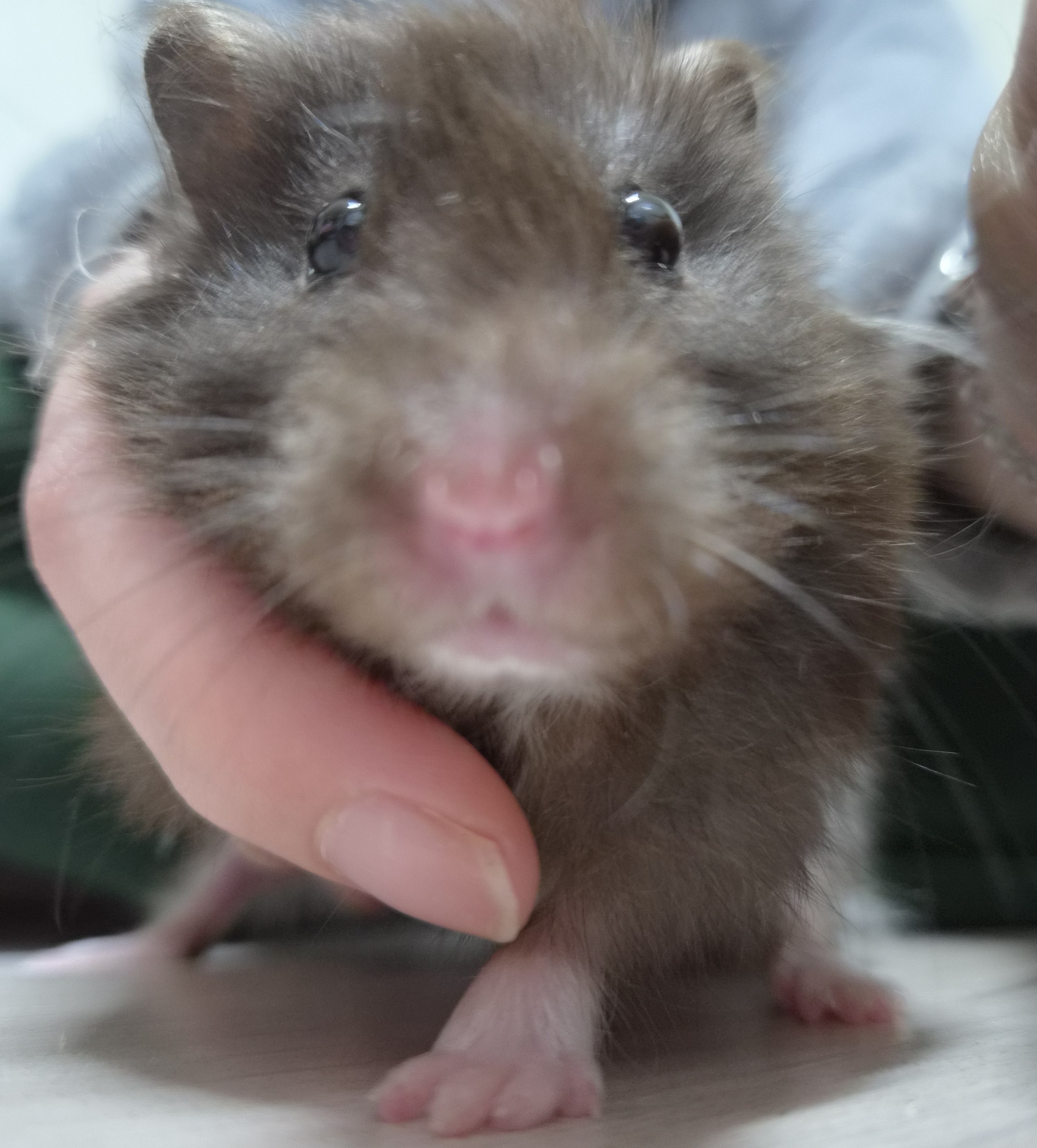 ᒃ뭘▣⧢▣봐ᒄ