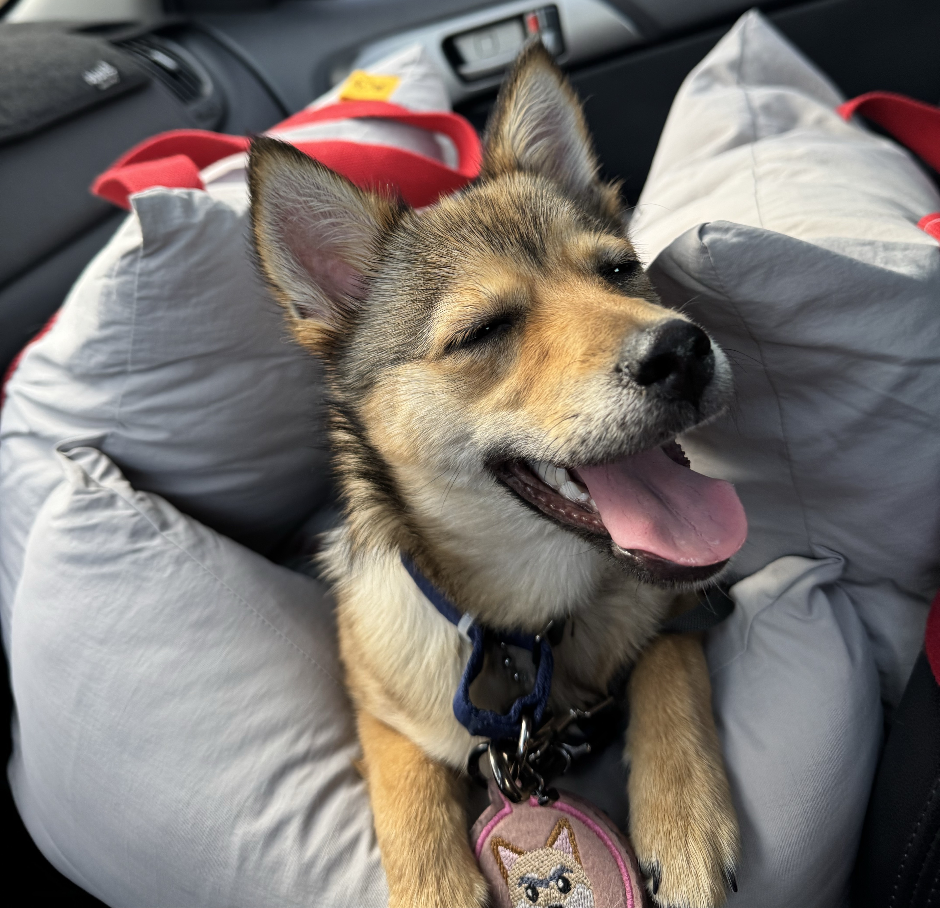 네 로 ᶜᵃᵗ 🐈‍⬛