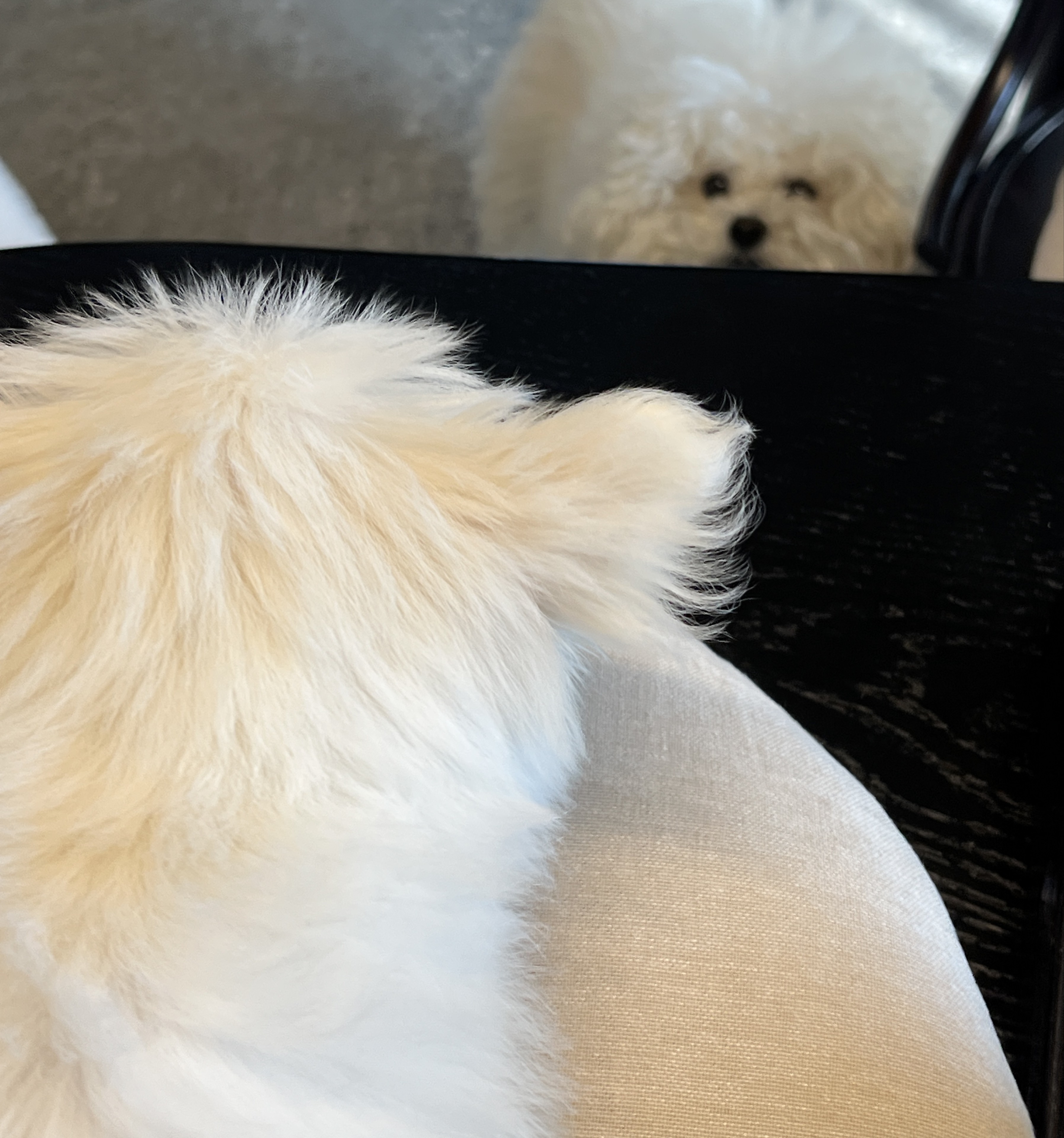 냥이 ໂ‧͡‧̫ໃ ❥