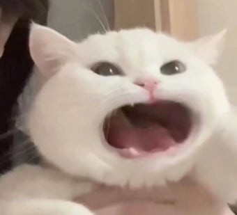 ꈉ 𝐍𝐄✰𝐊𝐎 ꛭ