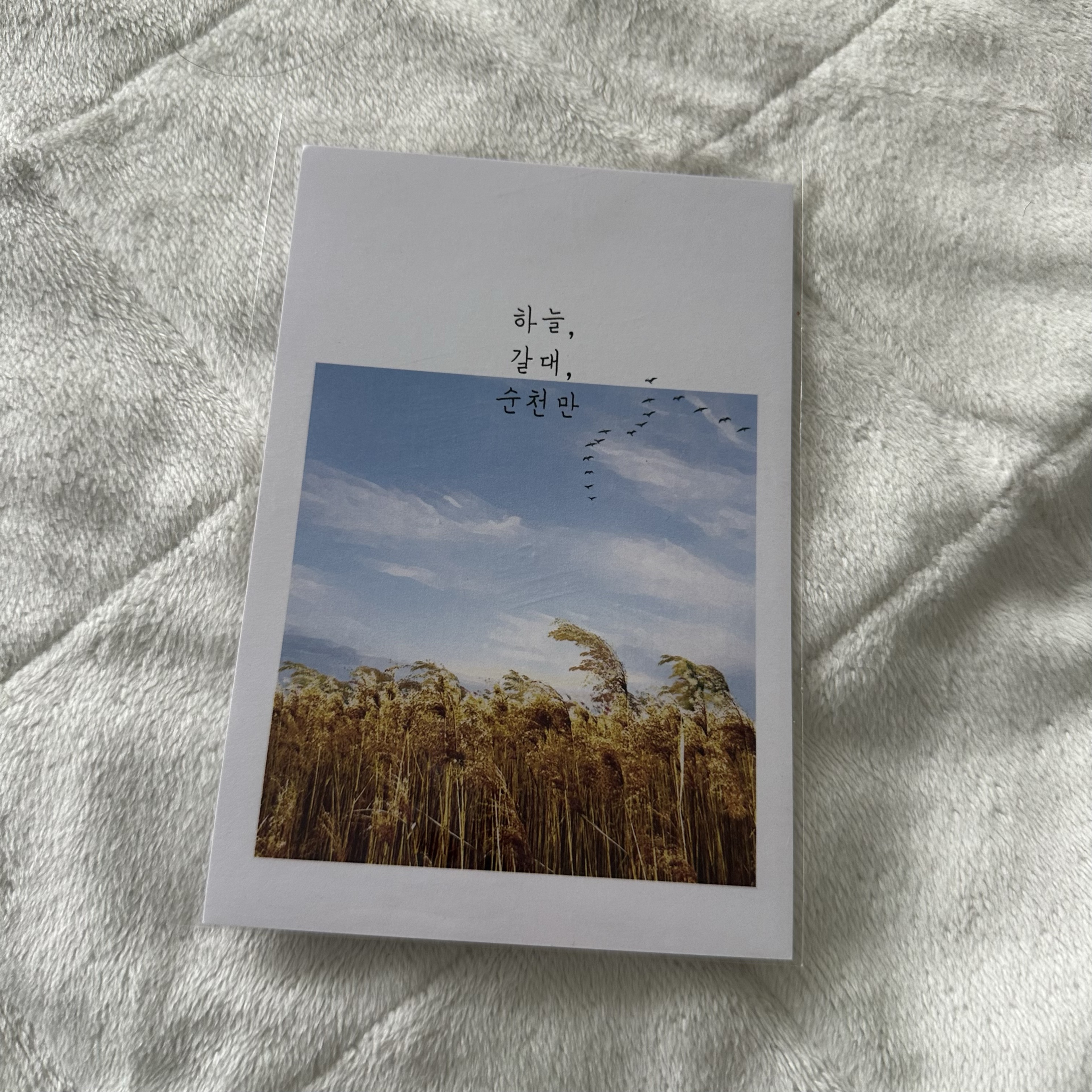 ⎌❜ 목줄잡힌 𝐋𝐨𝐰🎀