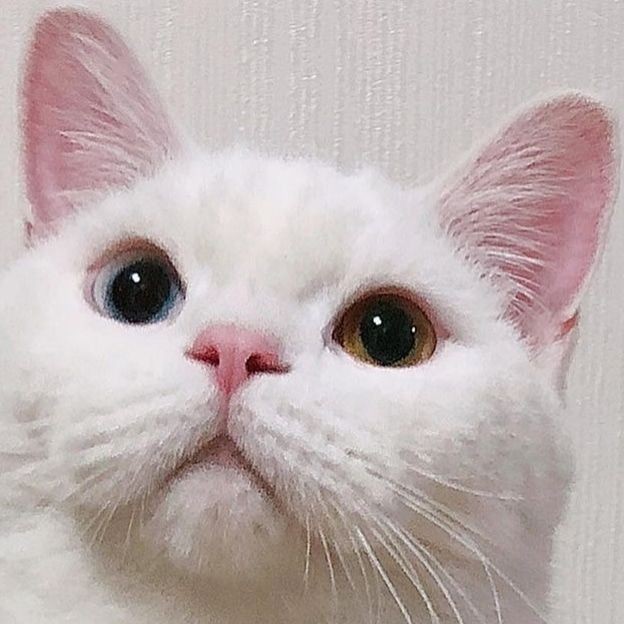 ☁️솜사탕🍬💜🐈‍⬛